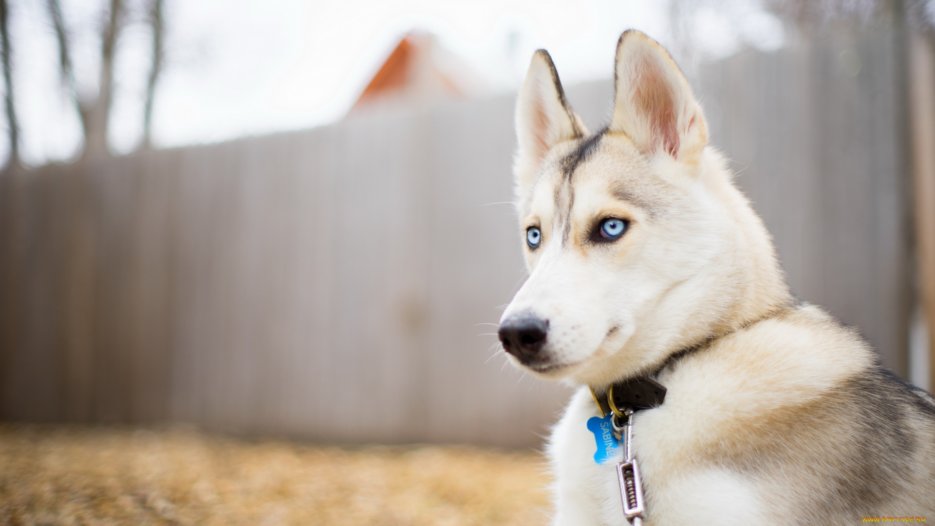 животные, собаки, друг, взгляд, собака