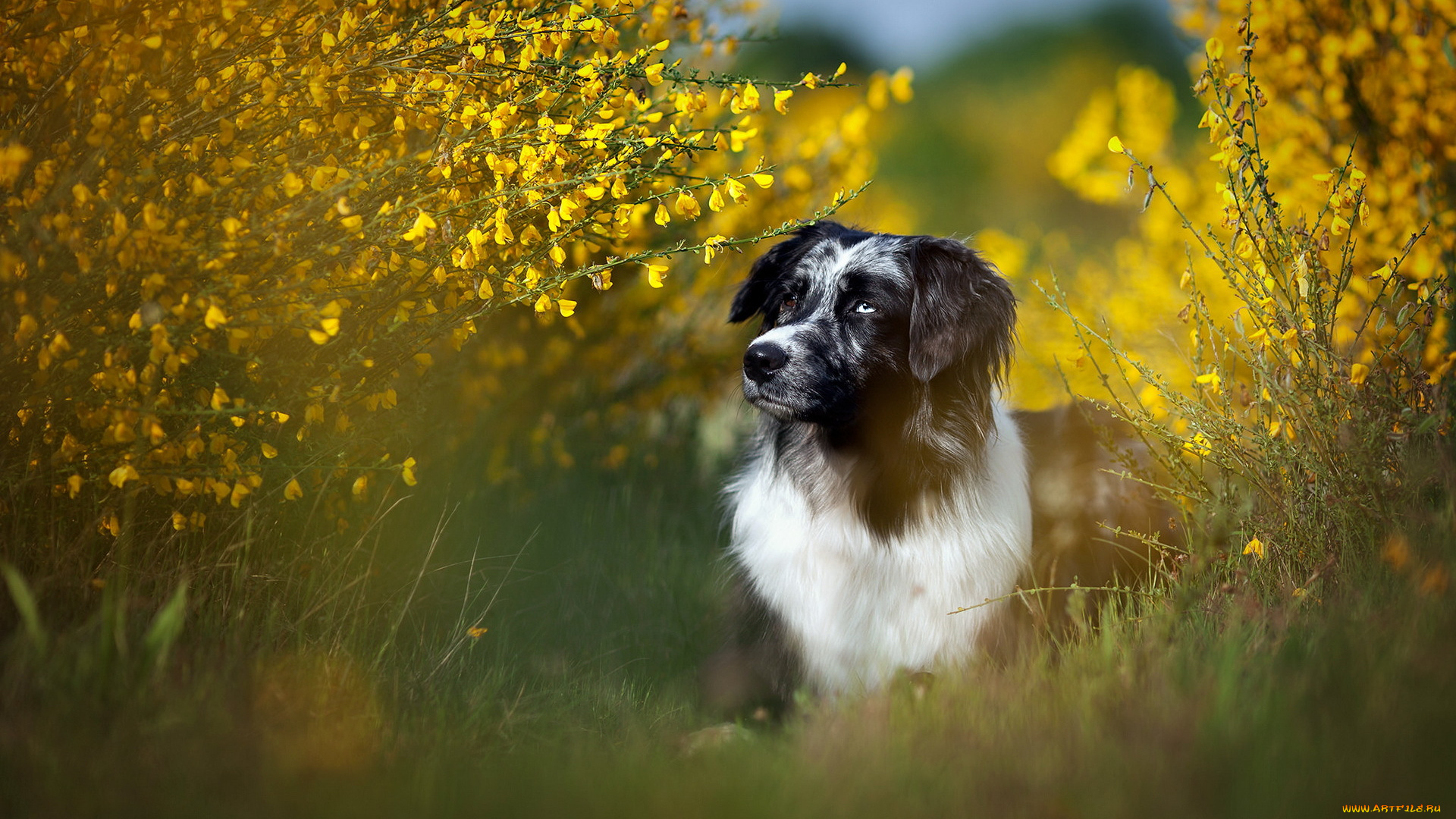 животные, собаки, друг, взгляд, собака