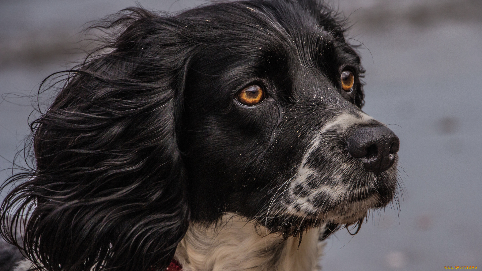 животные, собаки, пес