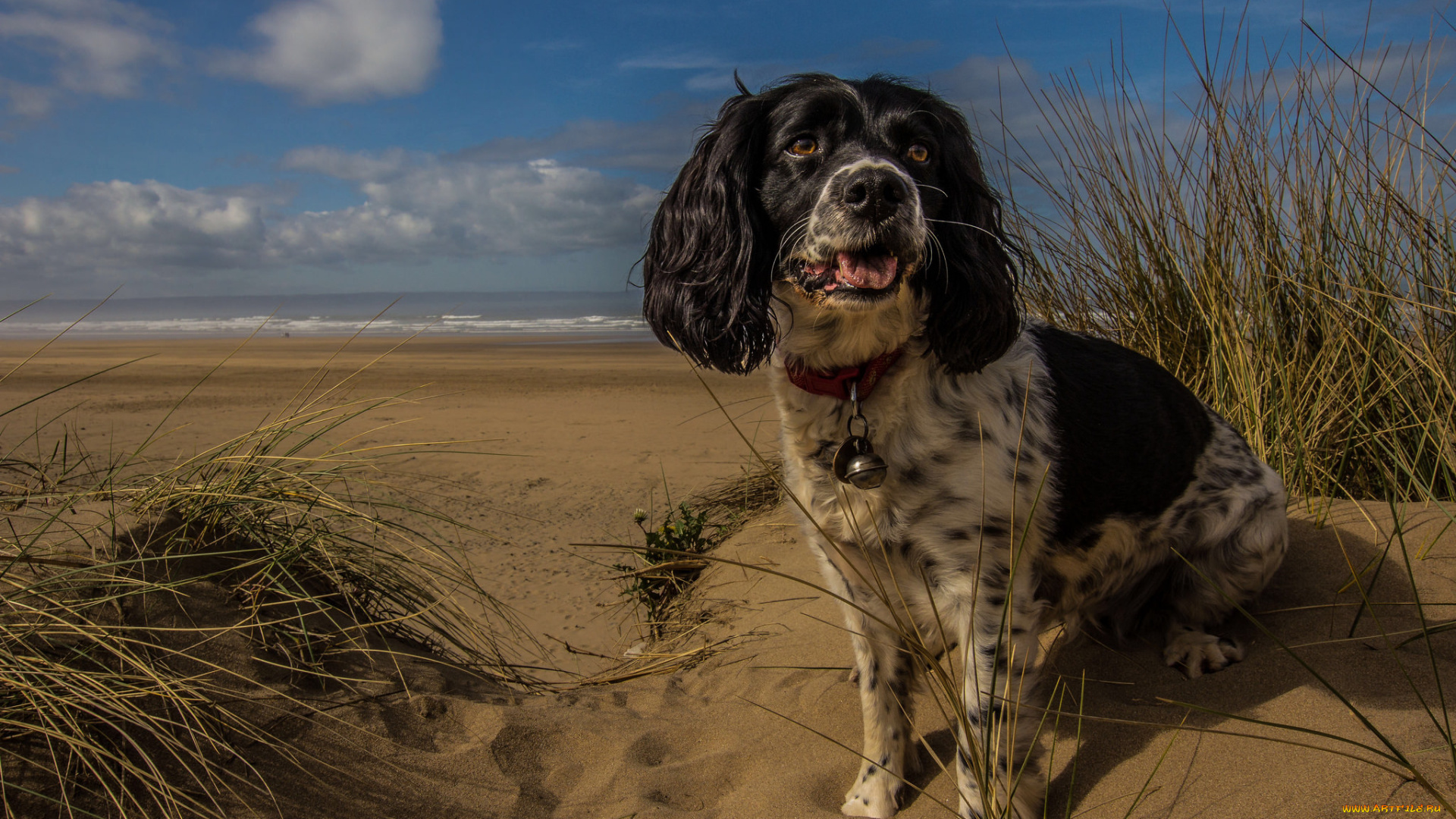 животные, собаки, пес