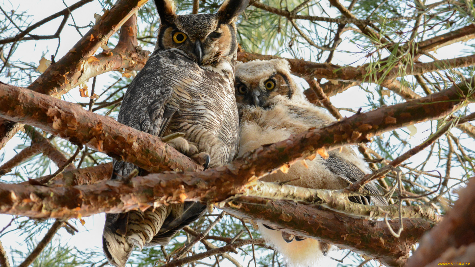 животные, совы, совята
