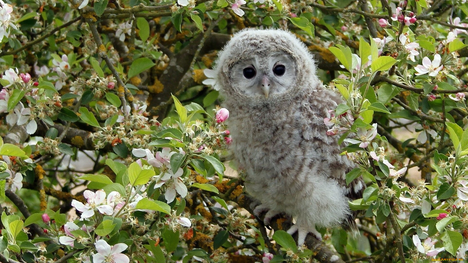 животные, совы, совёнок, сова, ветки, яблоня, дерево, птенец, птица, цветки, цветение
