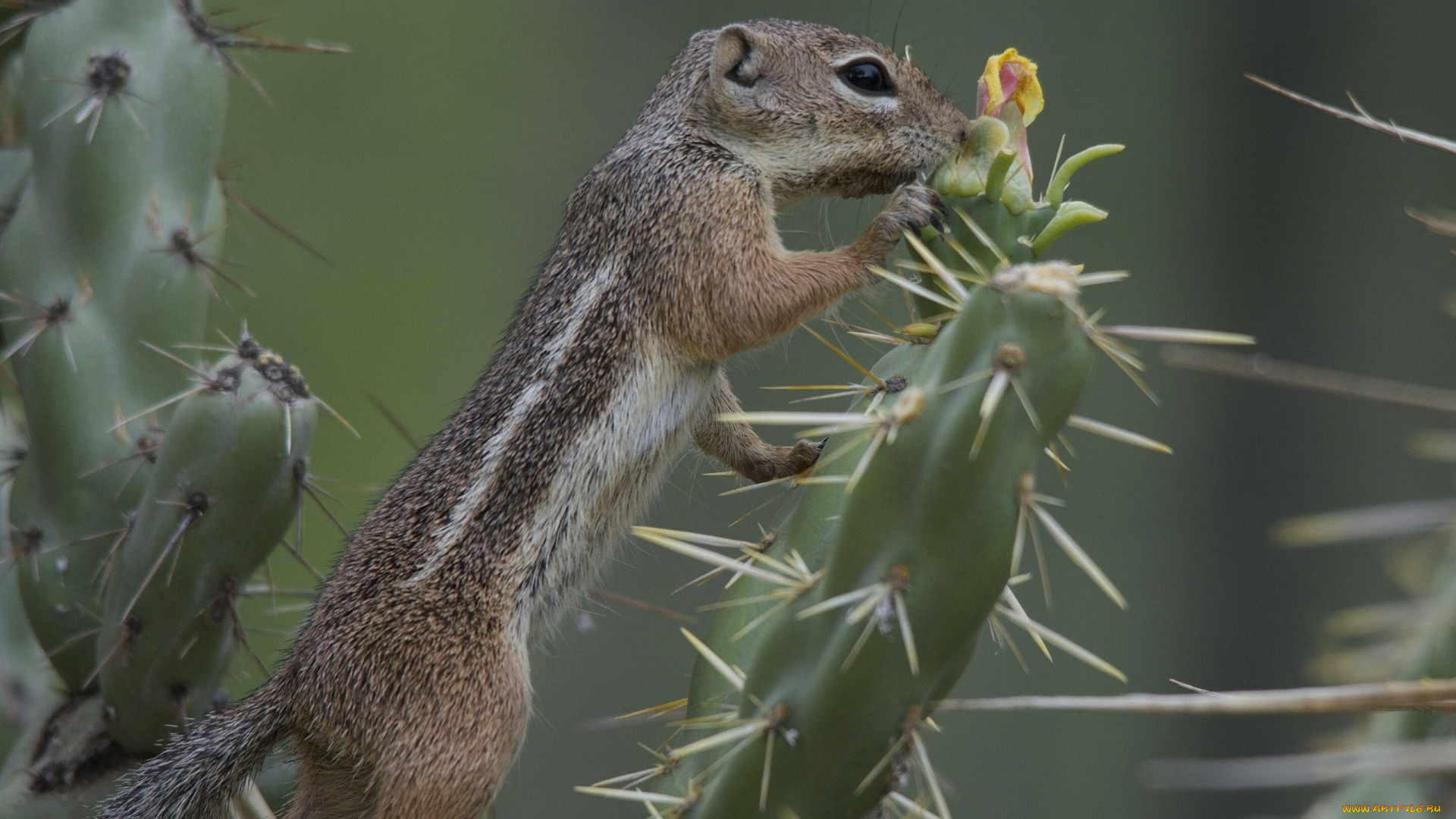животные, суслики, , сурки, иголки, кактус, суслик, антилоповый, харриса