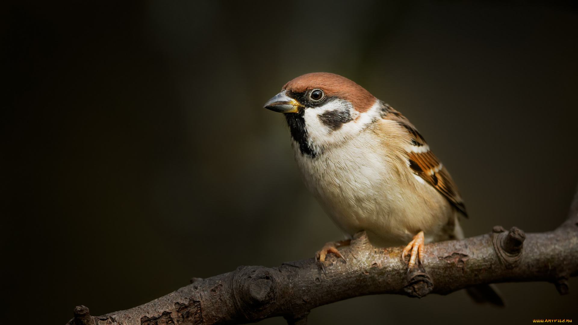 животные, воробьи, воробей