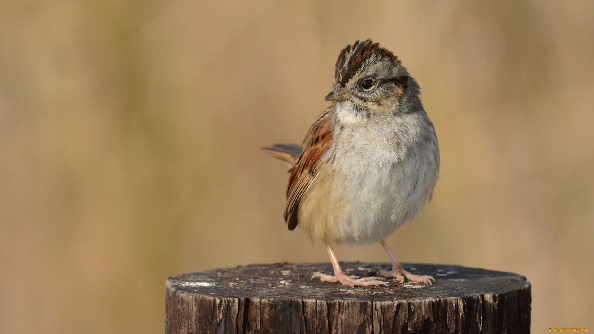 животные, воробьи, воробей
