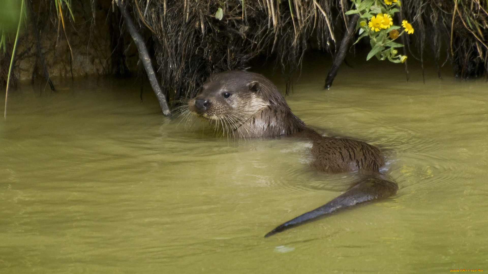 животные, выдры, , каланы, , ондатры, выдра