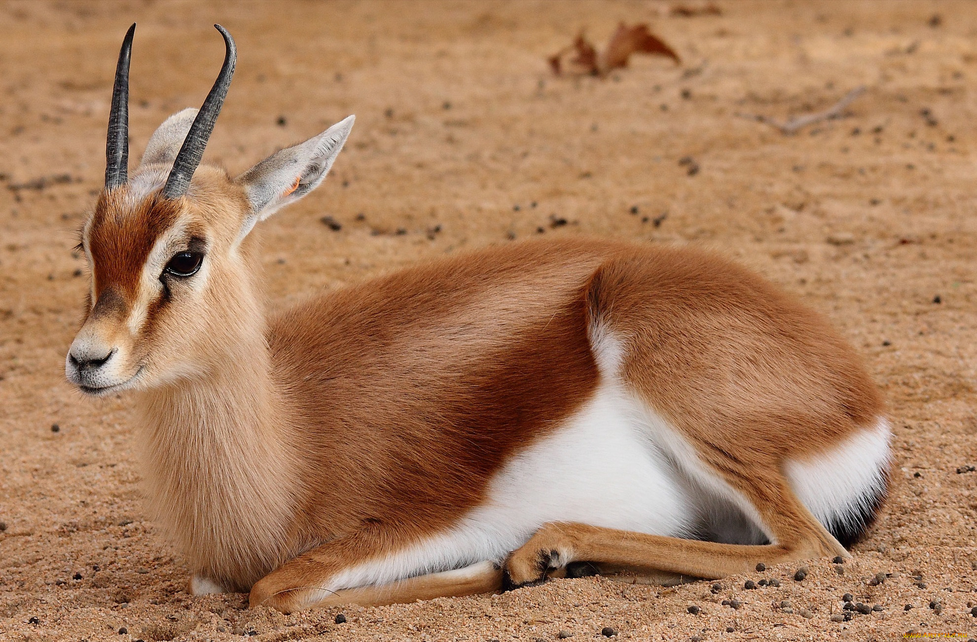 животные, антилопы, антилопа