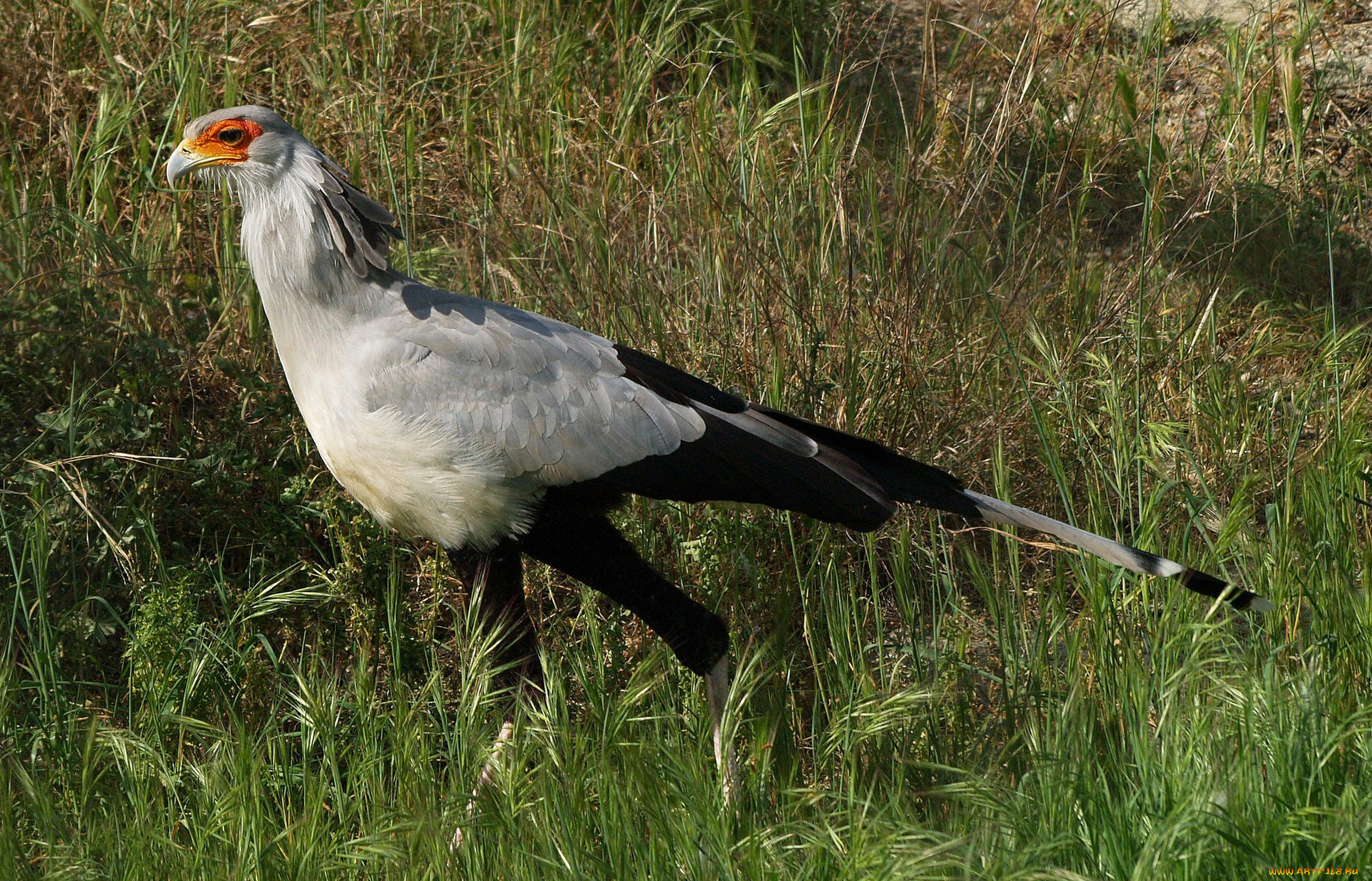 животные, птицы, -, хищники, хищник