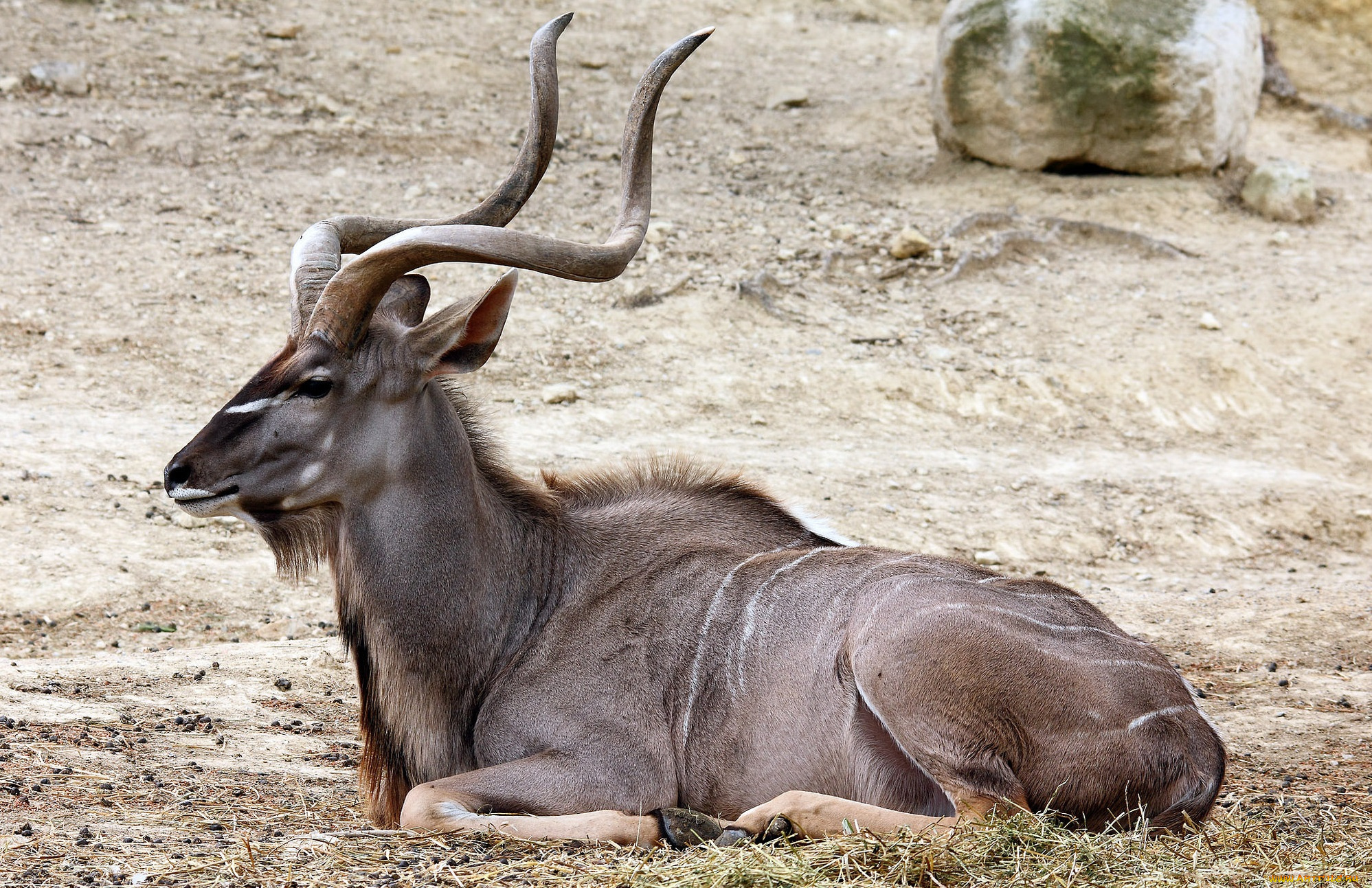 животные, антилопы, антилопа