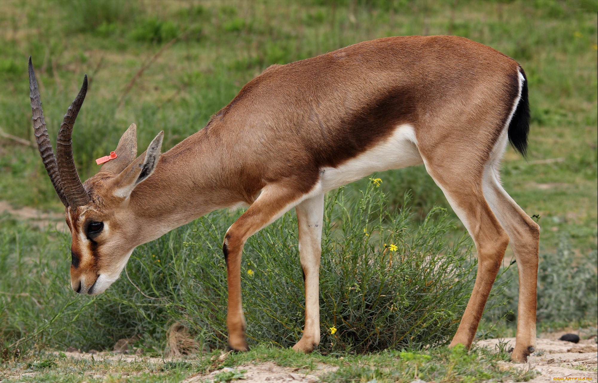 животные, антилопы, антилопа