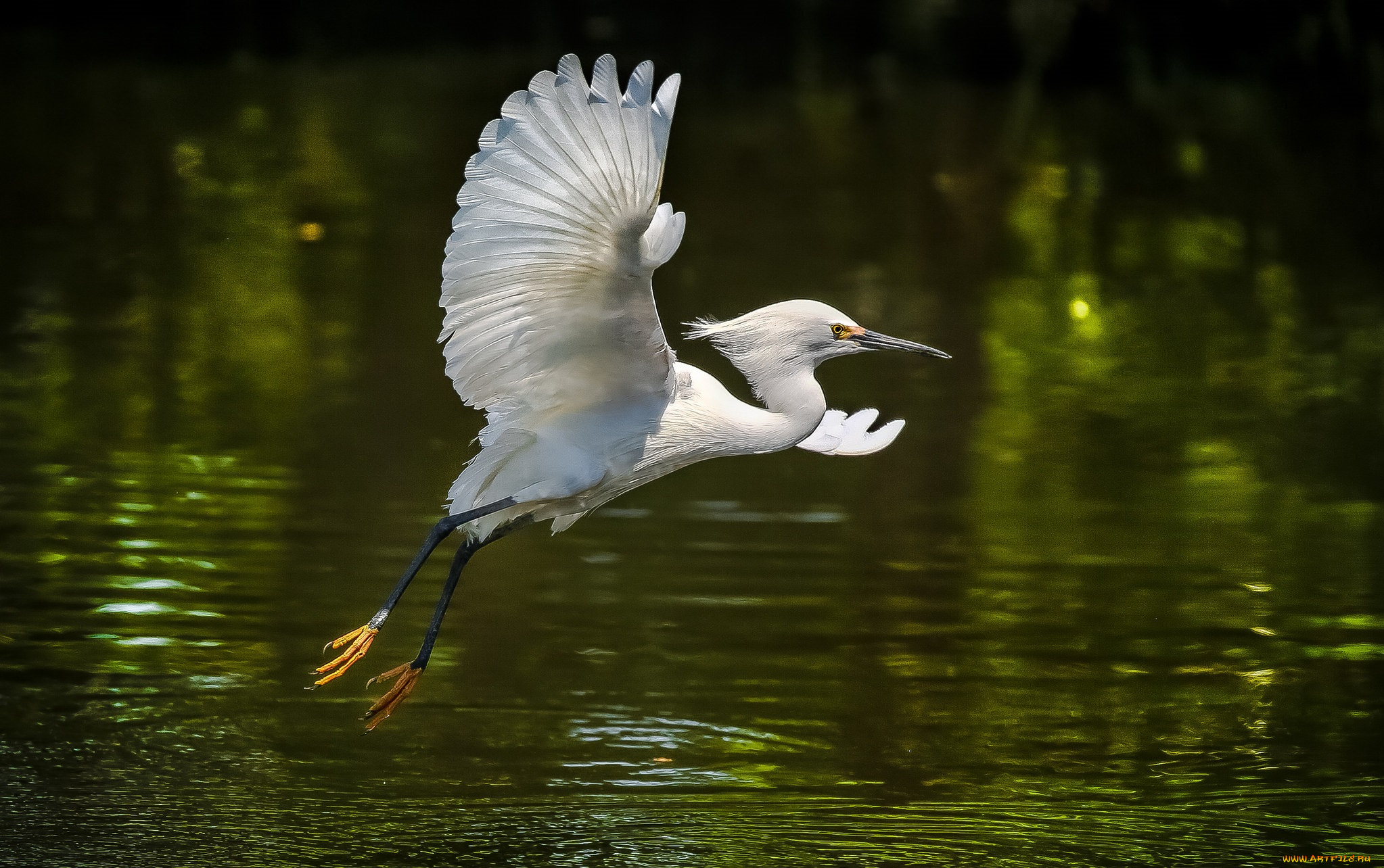 животные, цапли, , выпи, цапля, белая
