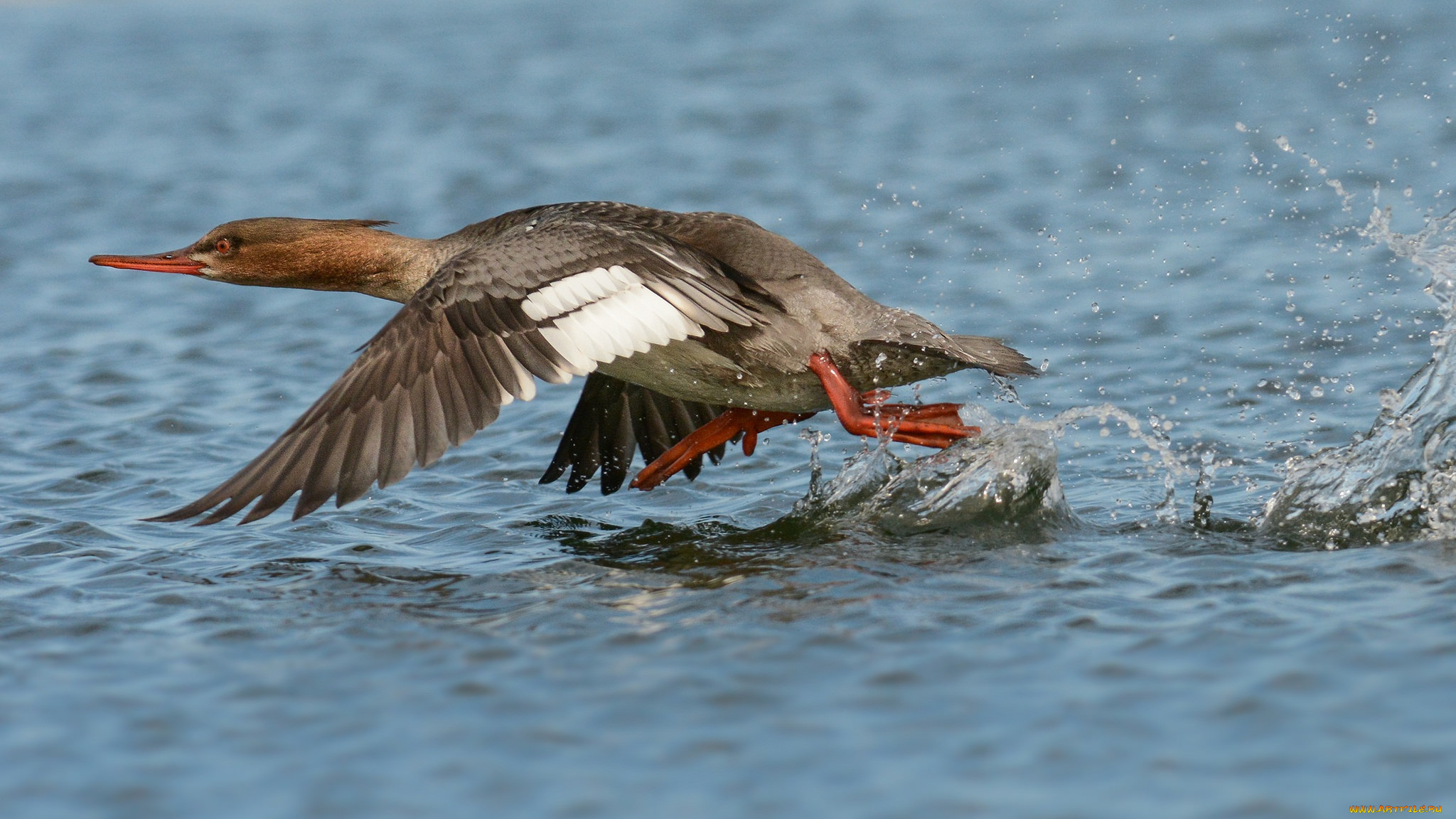 животные, утки, взлет