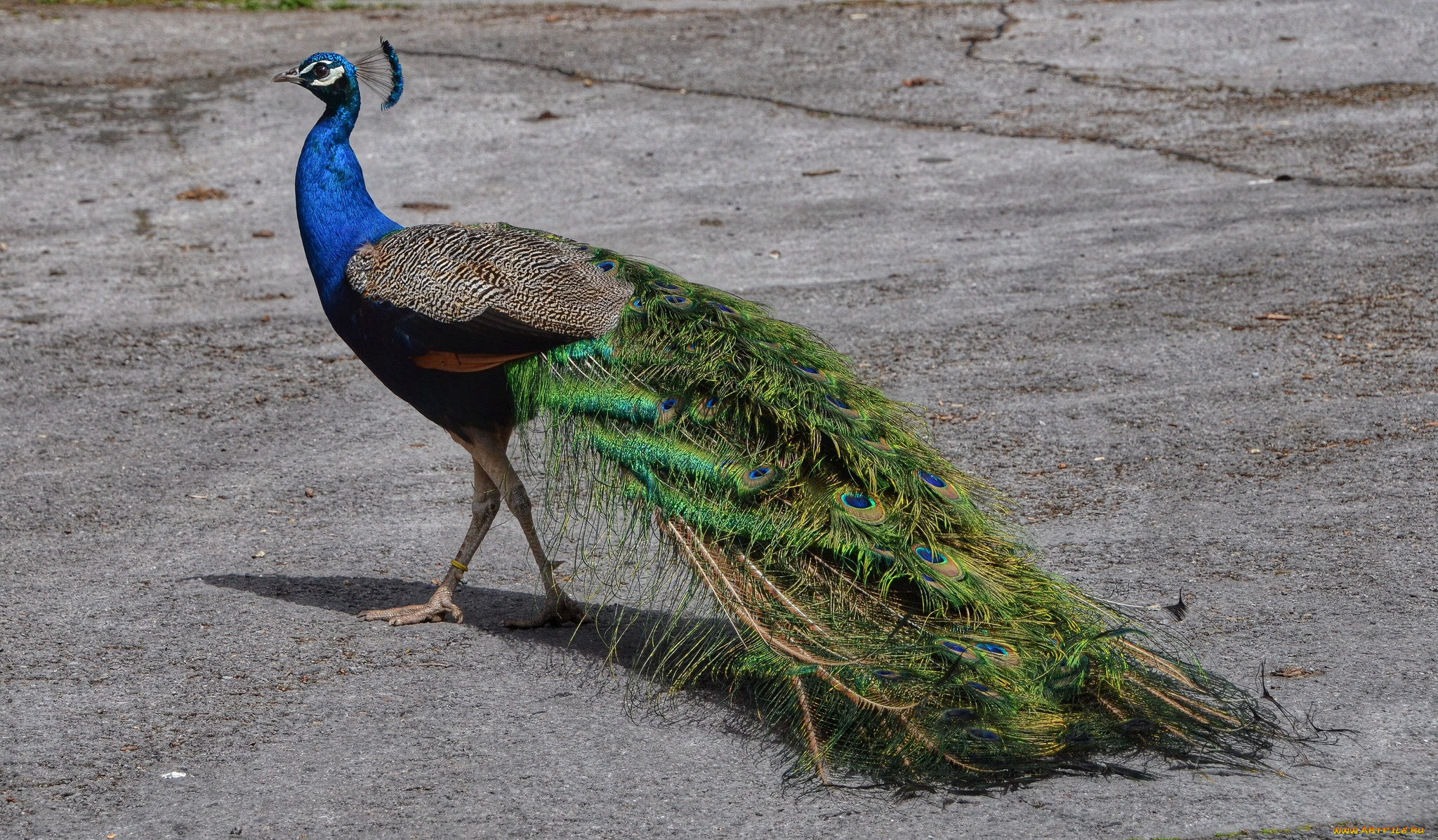 животные, павлины, павлин