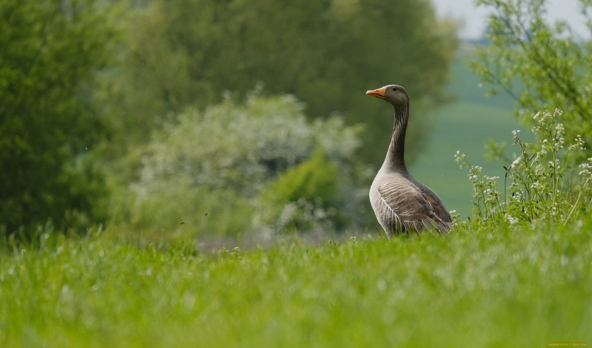 животные, гуси, цветы, луг, трава, лето, природа, важный, птица, гусь