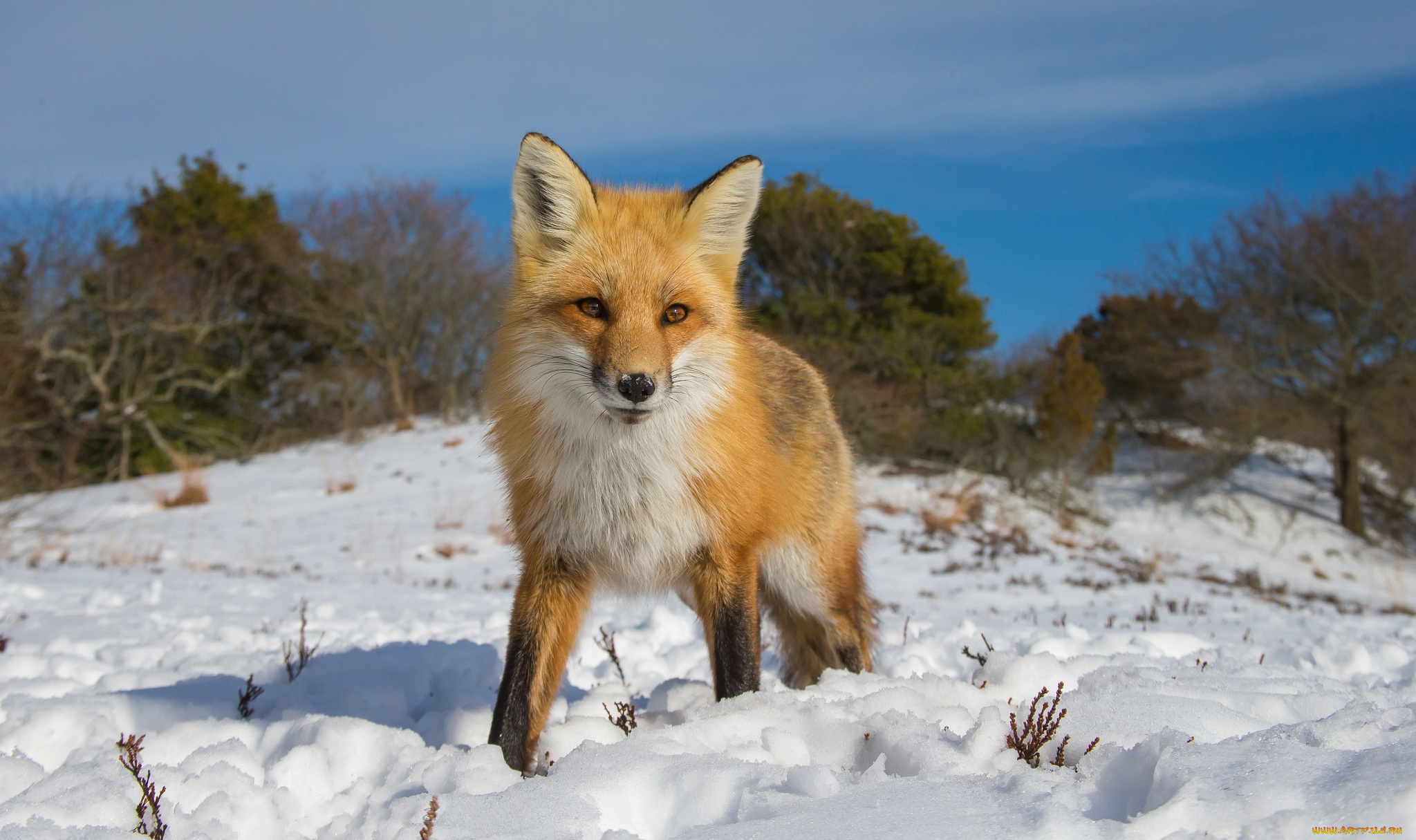 животные, лисы, лисичка