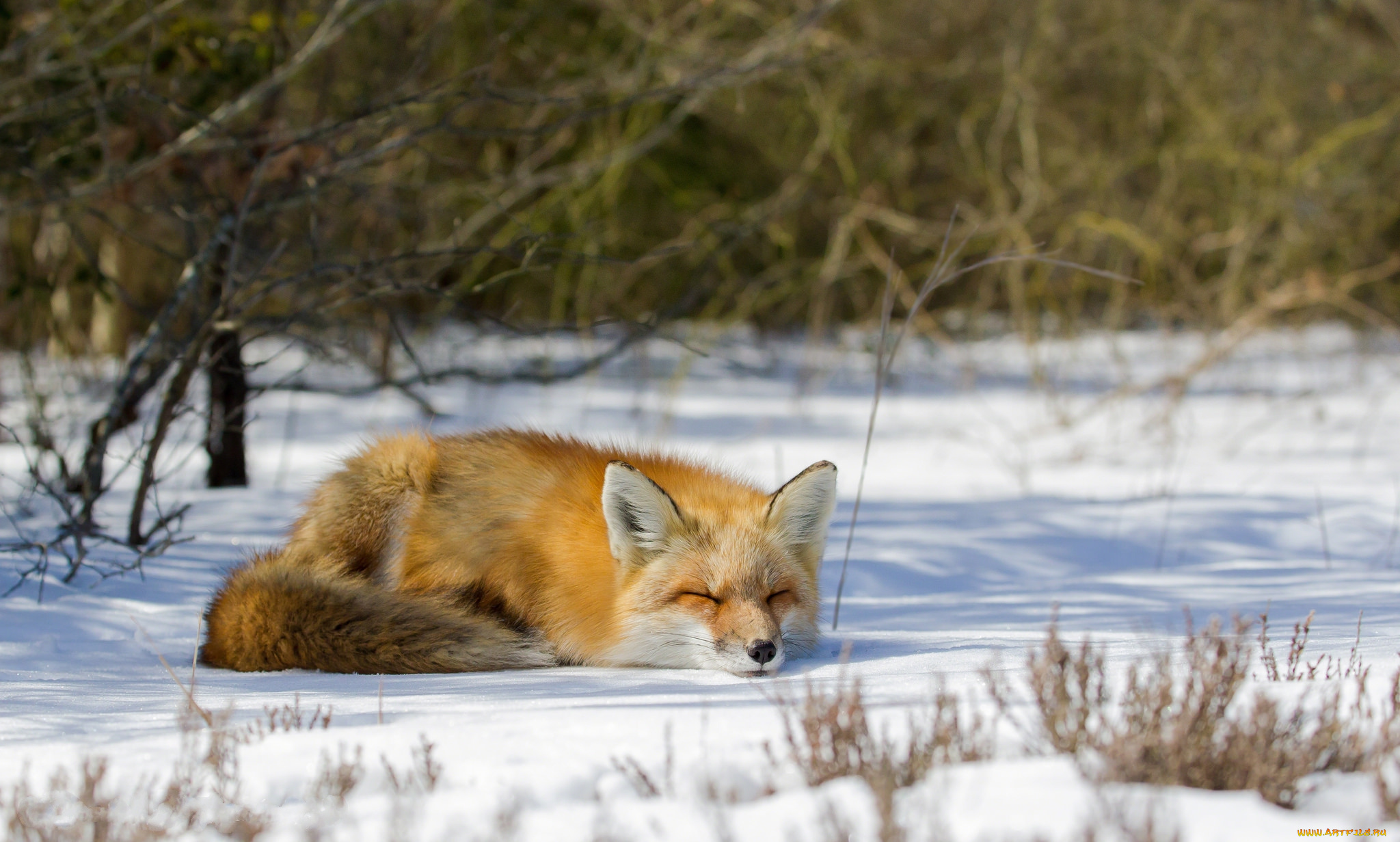 животные, лисы, лисичка