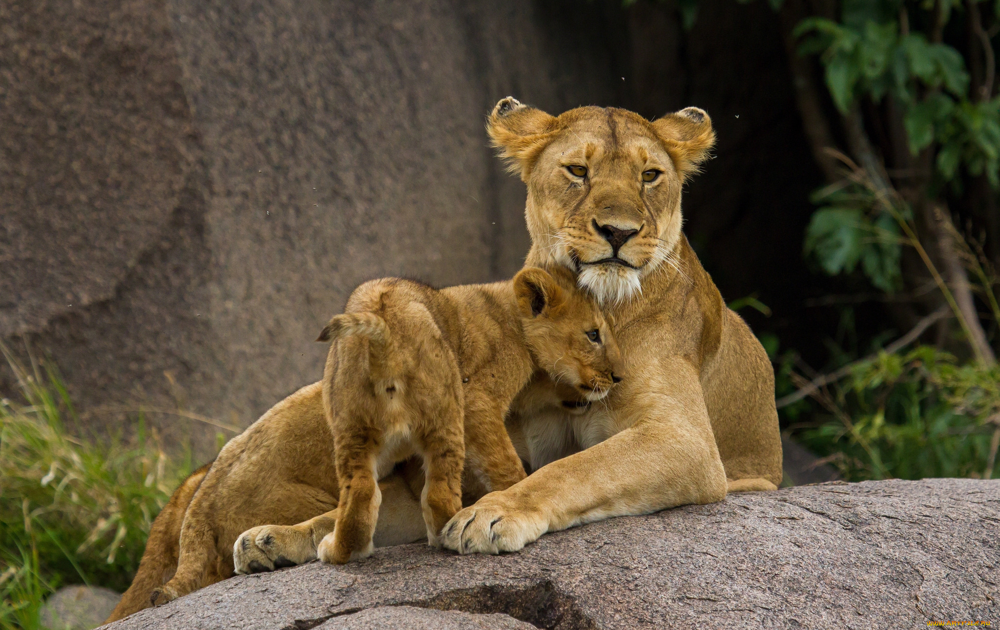 животные, львы, детеныш, львица