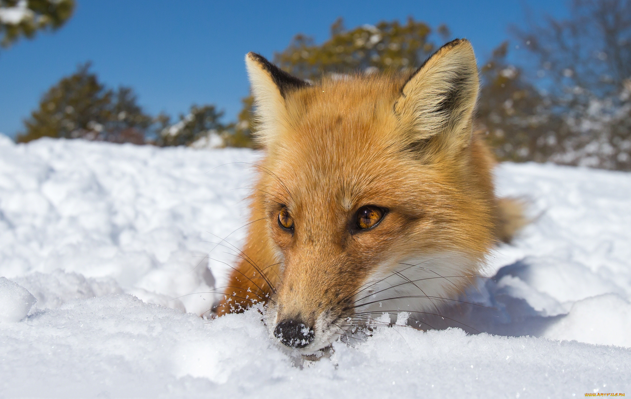 животные, лисы, лисичка