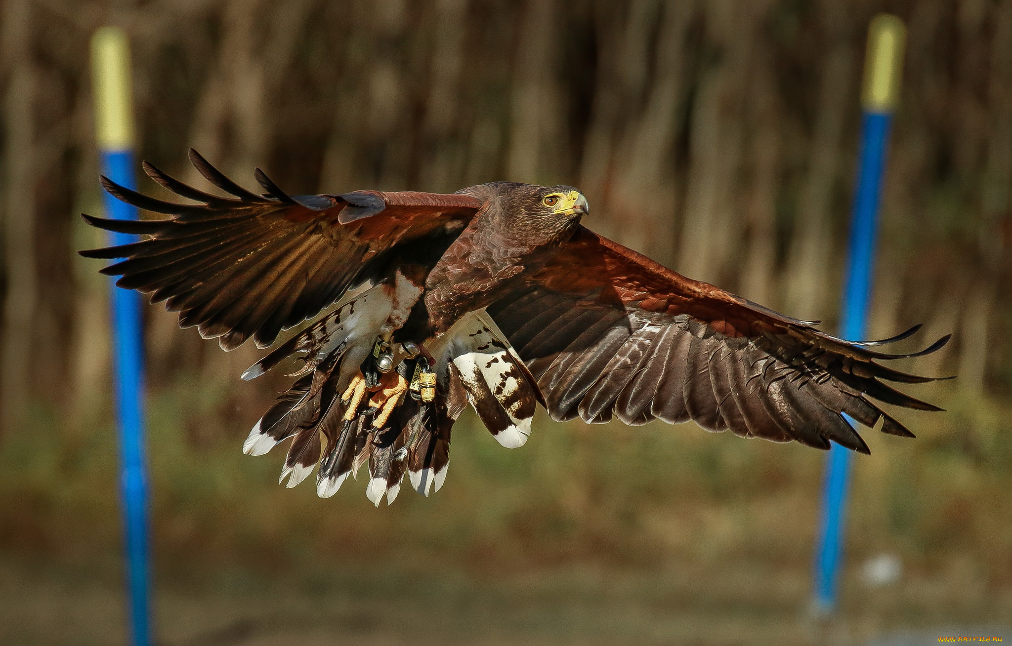 животные, птицы, -, хищники, орел