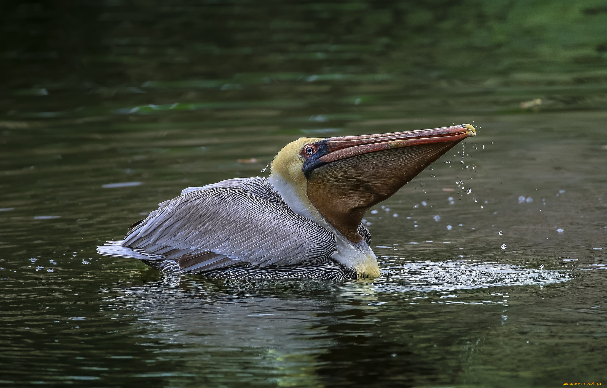 животные, пеликаны, пеликан