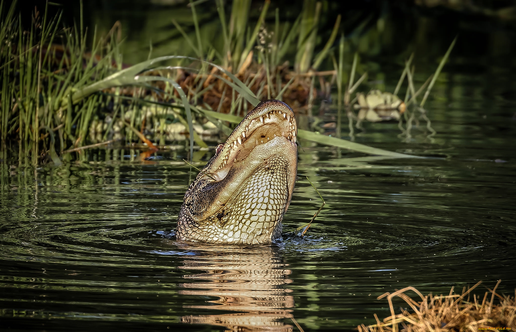 животные, крокодилы, крокодил