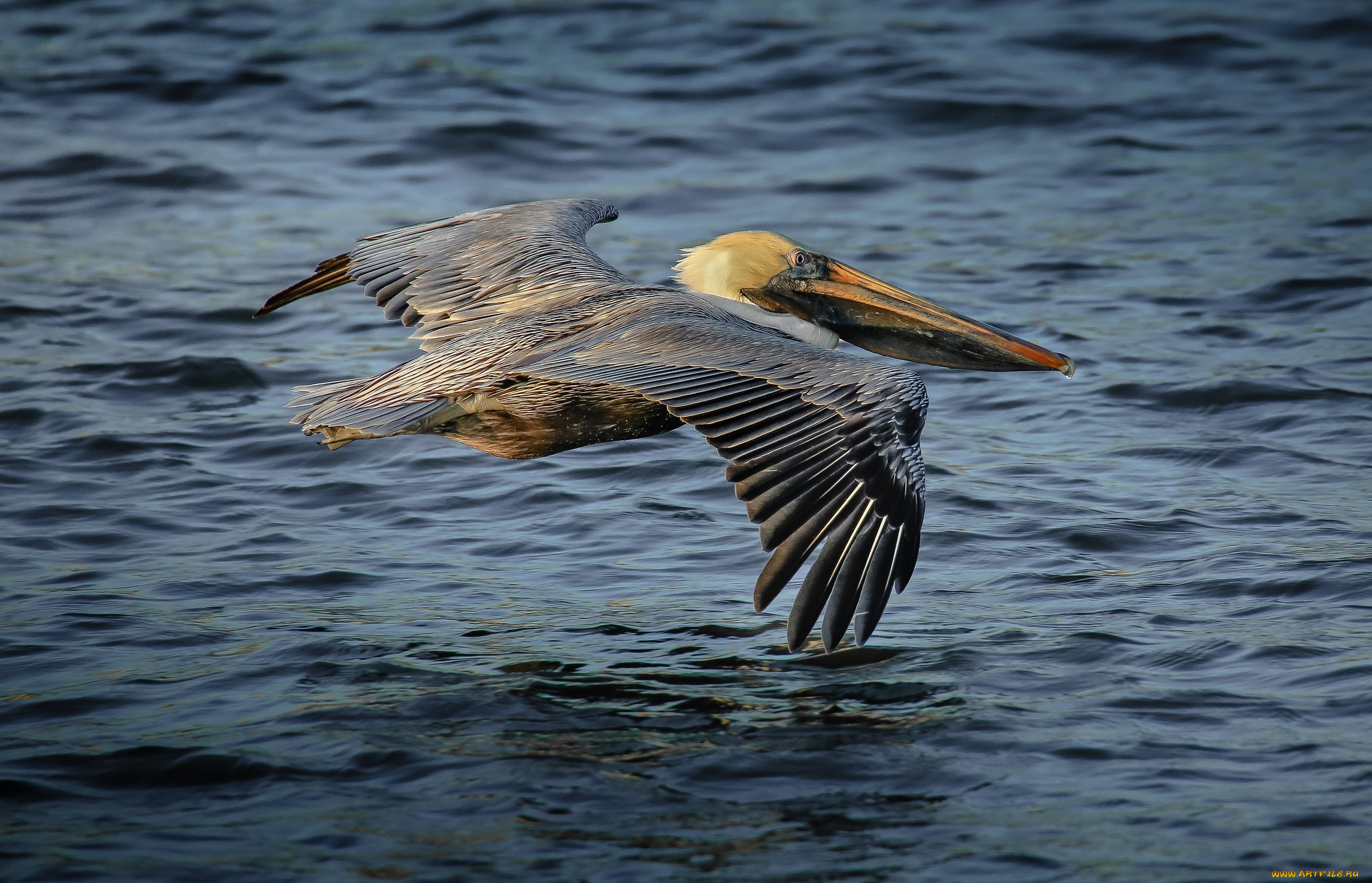 животные, пеликаны, пеликан