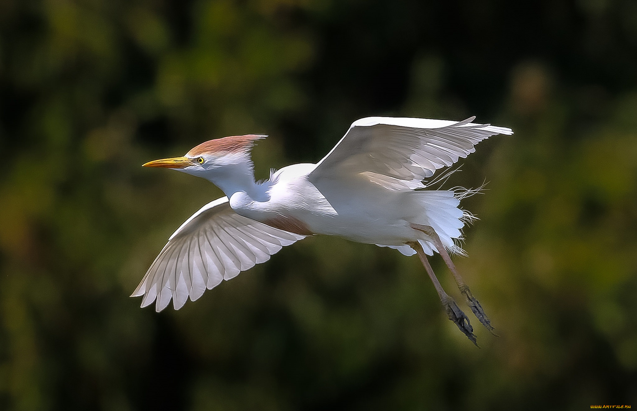 животные, цапли, , выпи, цапля, белая