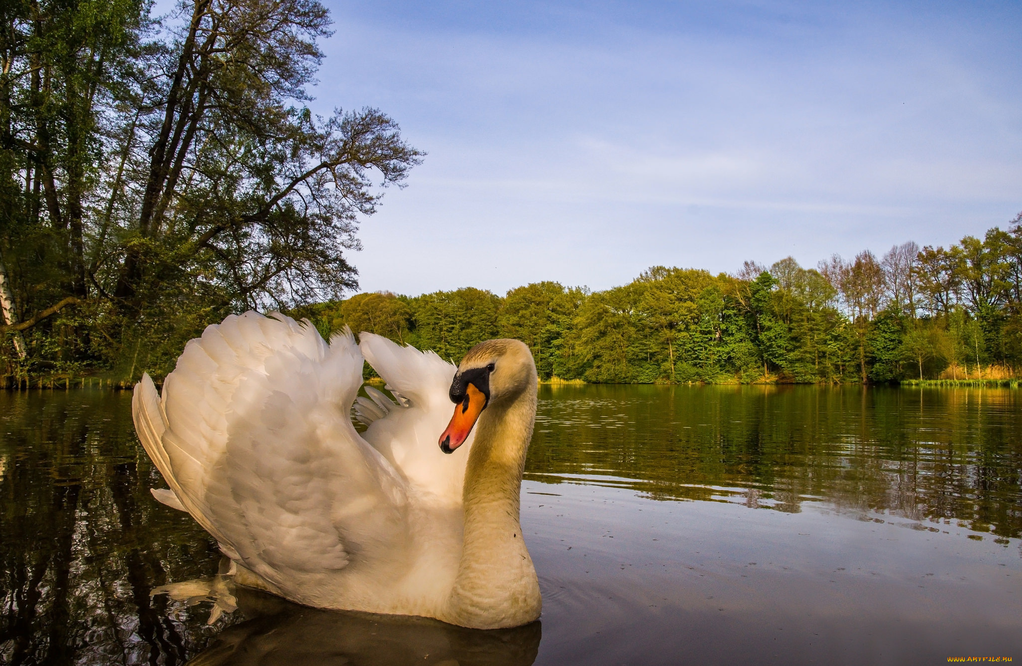 животные, лебеди, лебедь
