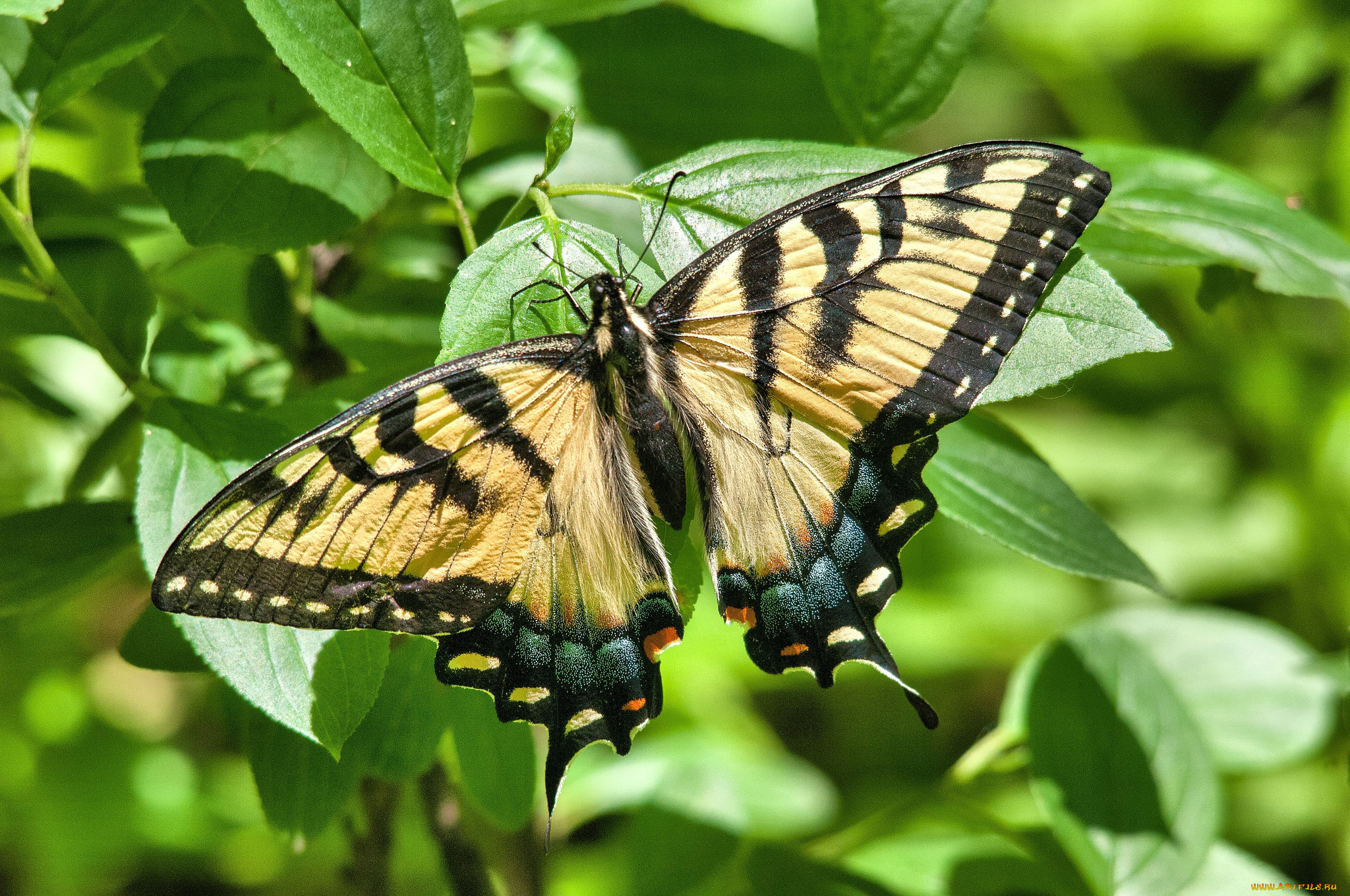 животные, бабочки, , мотыльки, , моли, бабочка