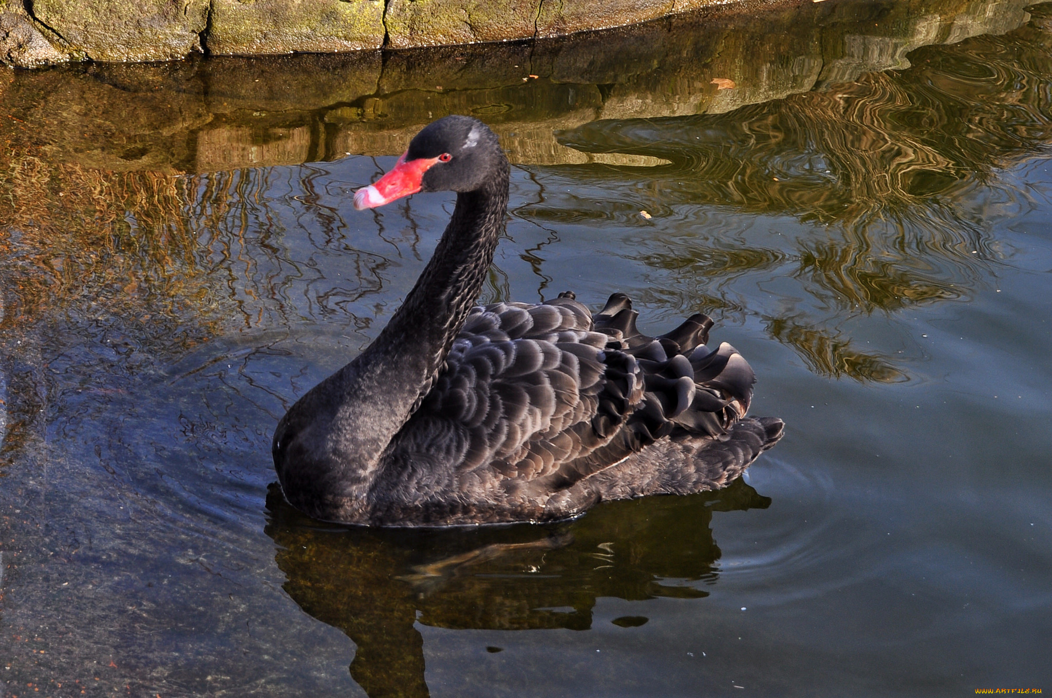 животные, лебеди, лебедь, черный