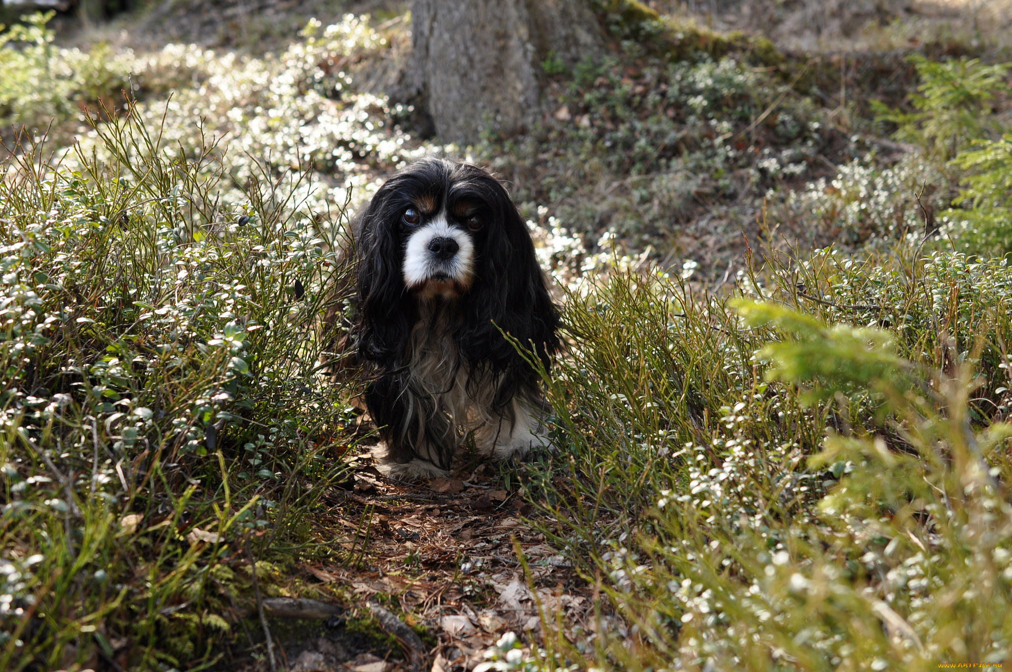 животные, собаки, песик
