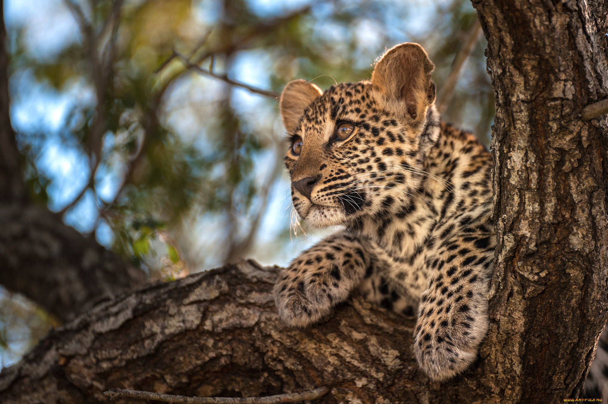 животные, леопарды, фон, листва, деревья, леопард, маленький, боке