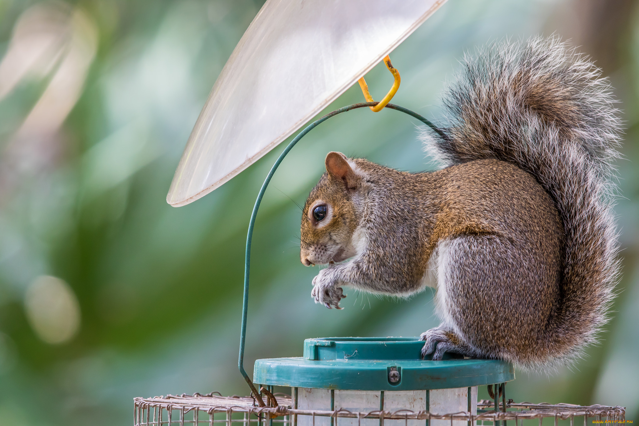 животные, белки, белка