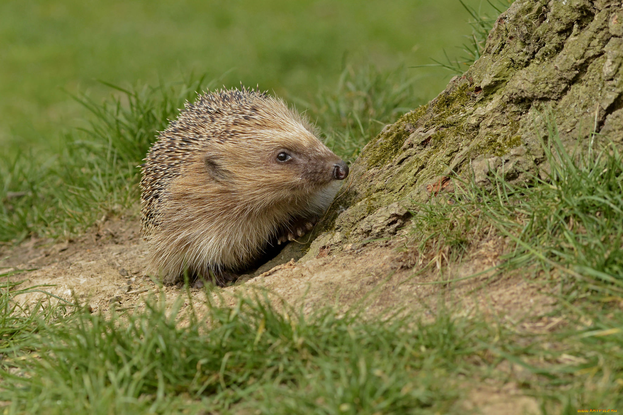 животные, ежи, ежик