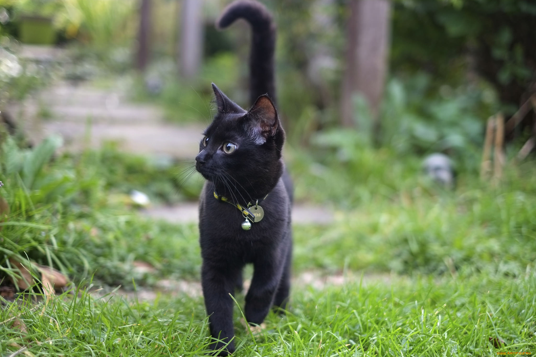 животные, коты, кот