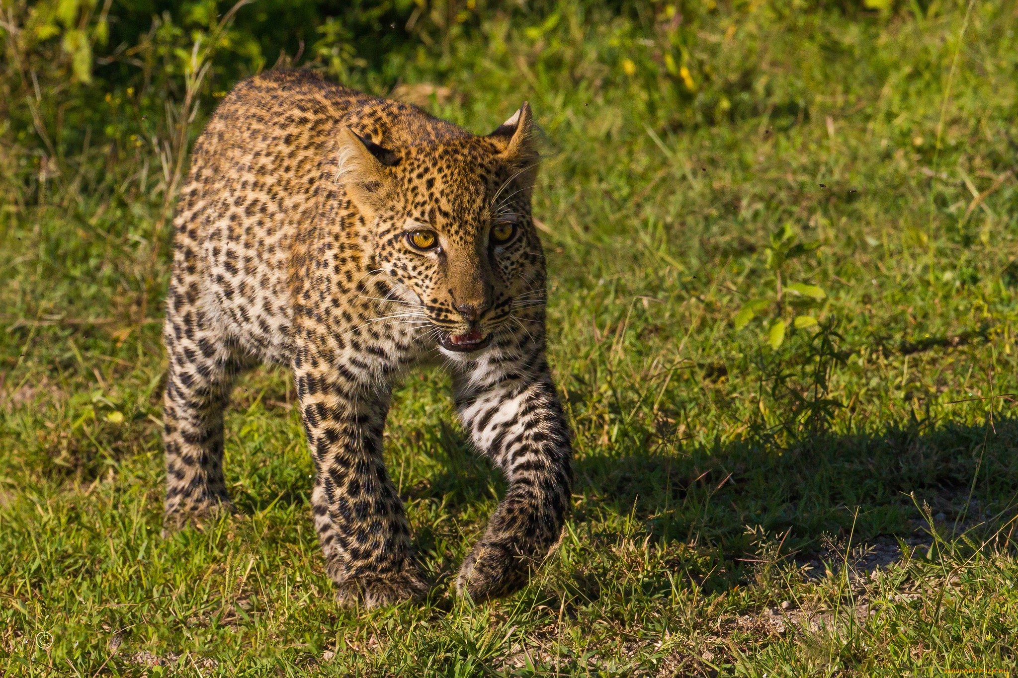 животные, леопарды, леопард