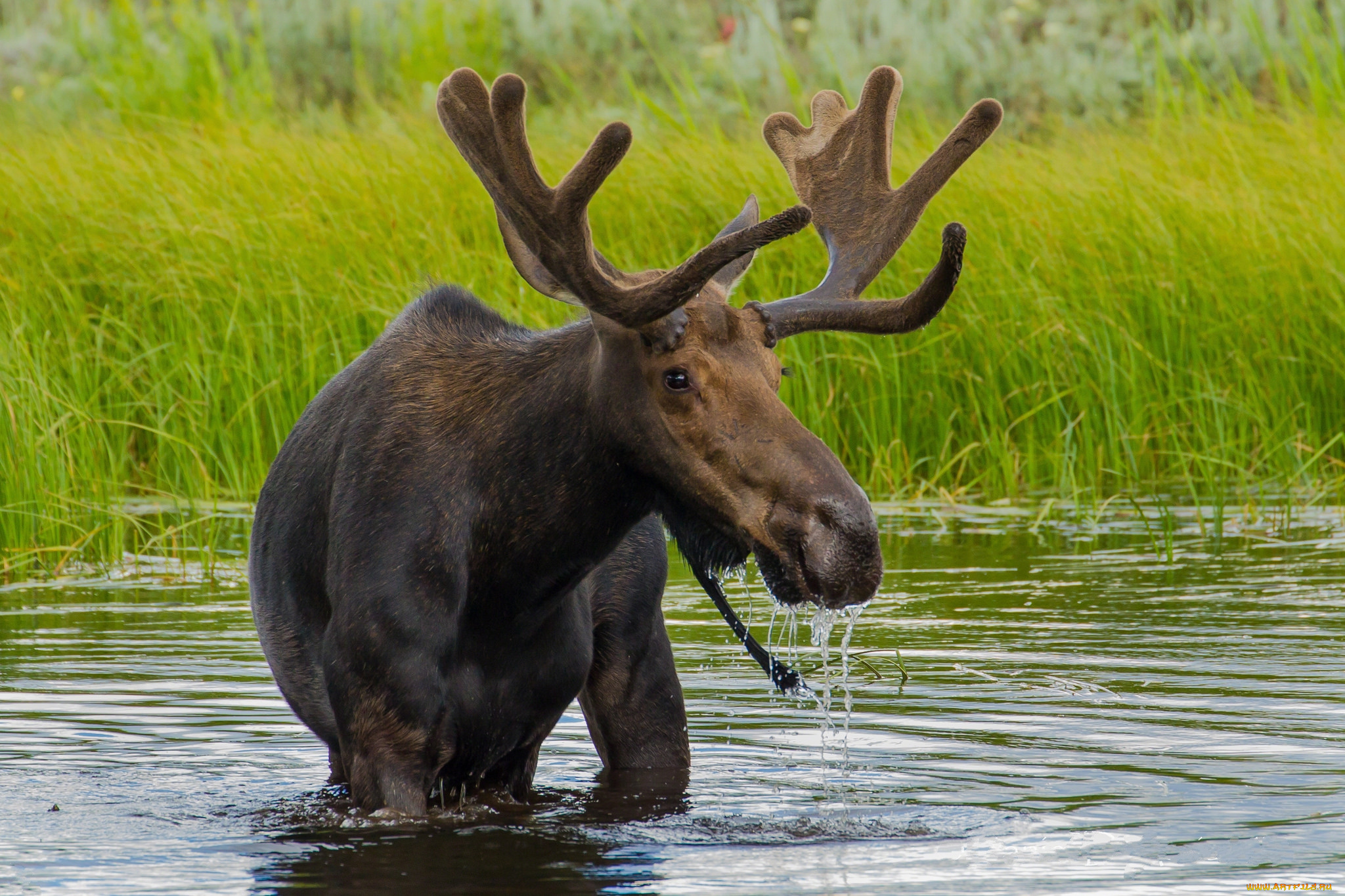 животные, лоси, сохатый