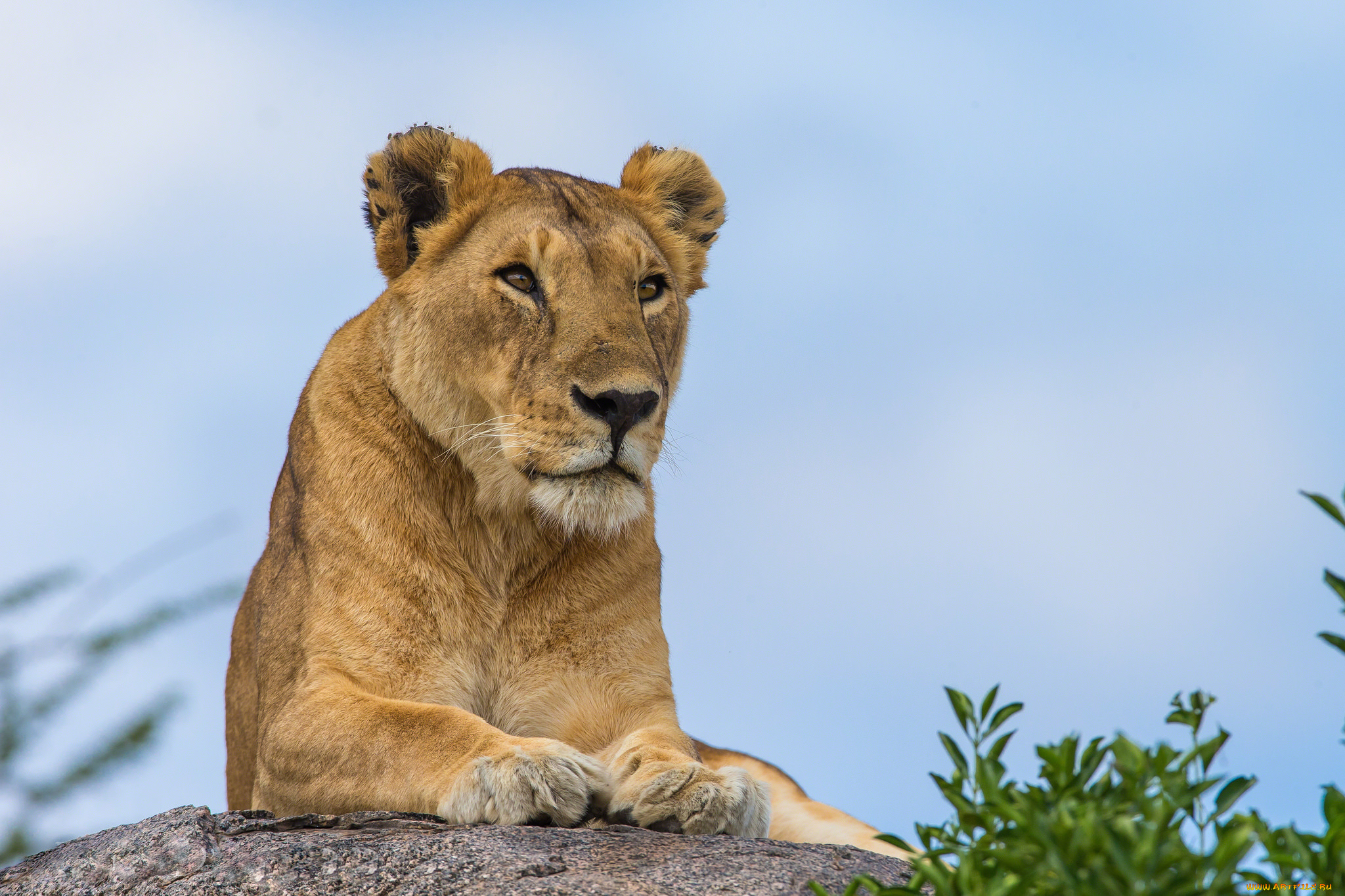 животные, львы, львица