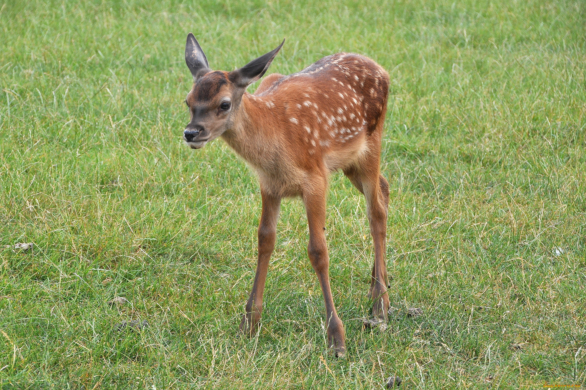 животные, олени, олененок