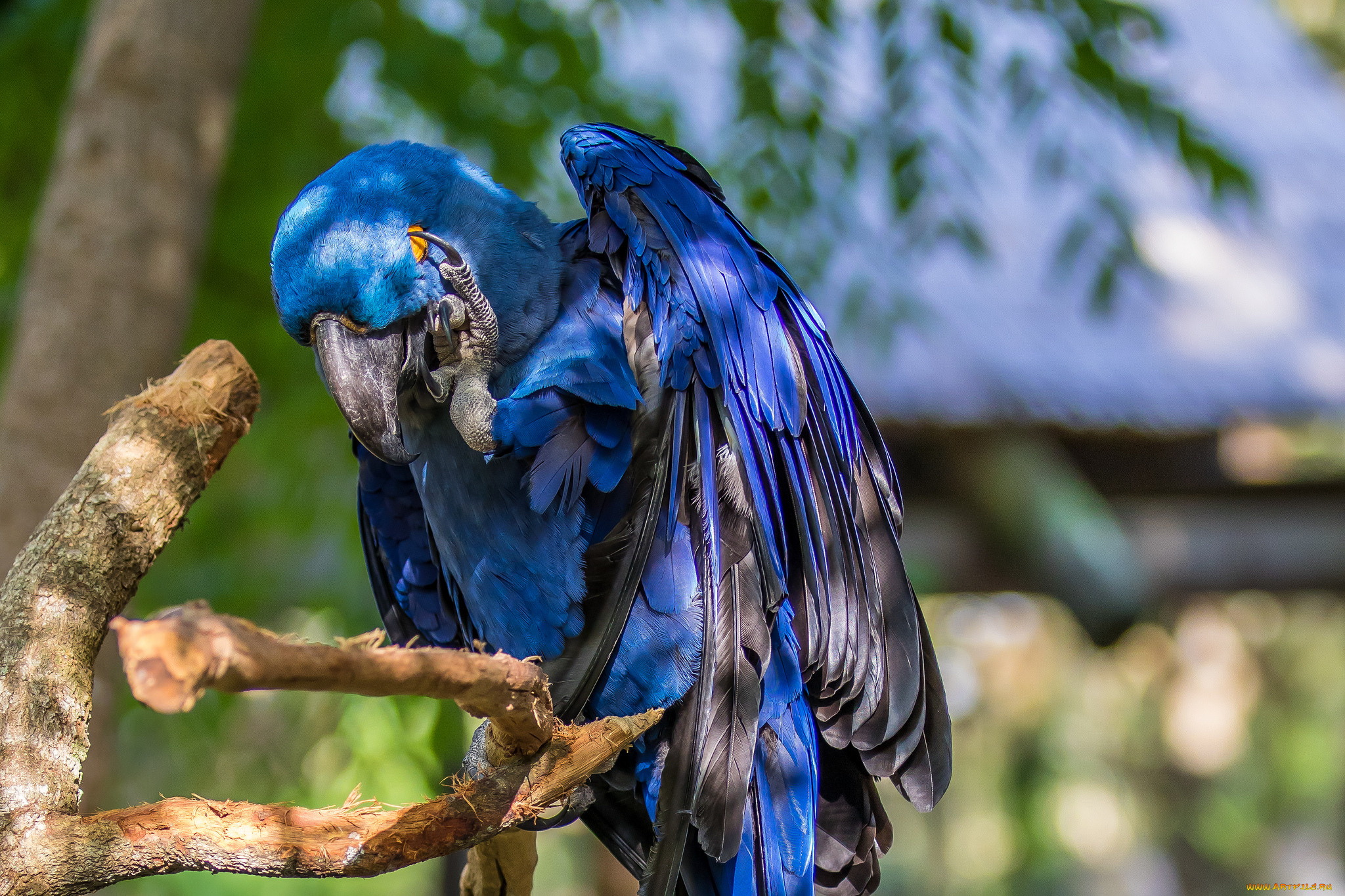 животные, попугаи, попугай