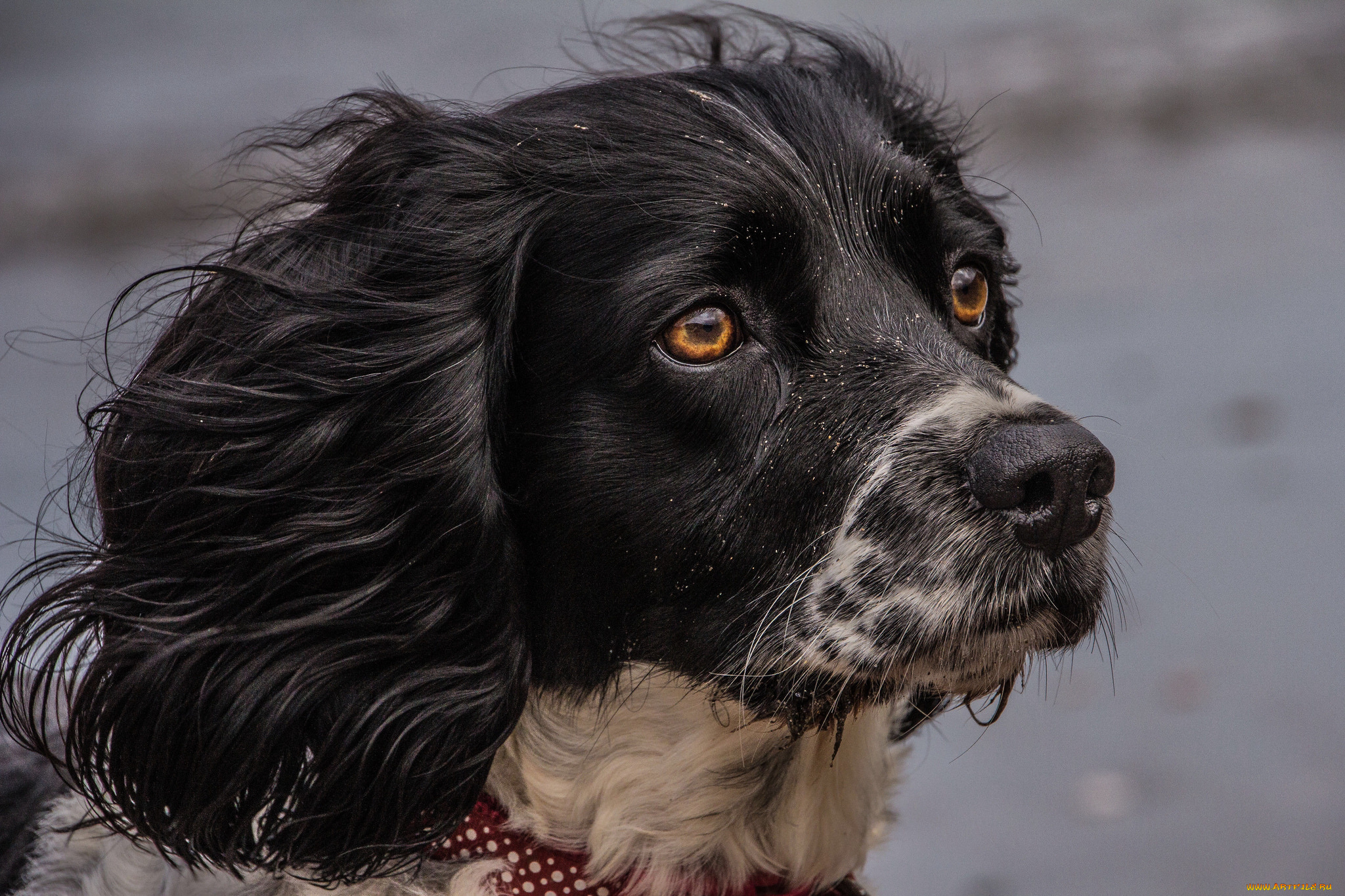 животные, собаки, пес