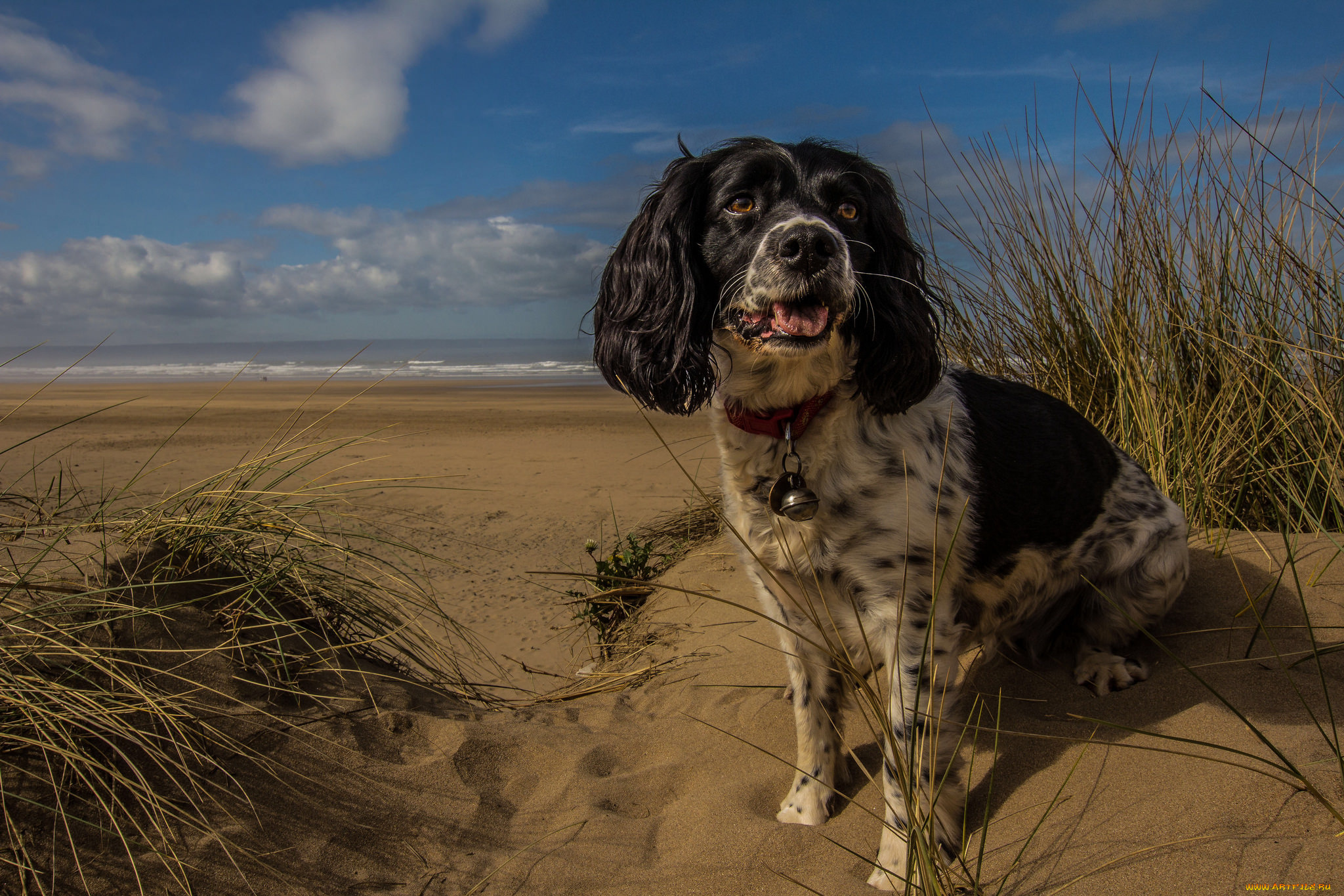животные, собаки, пес