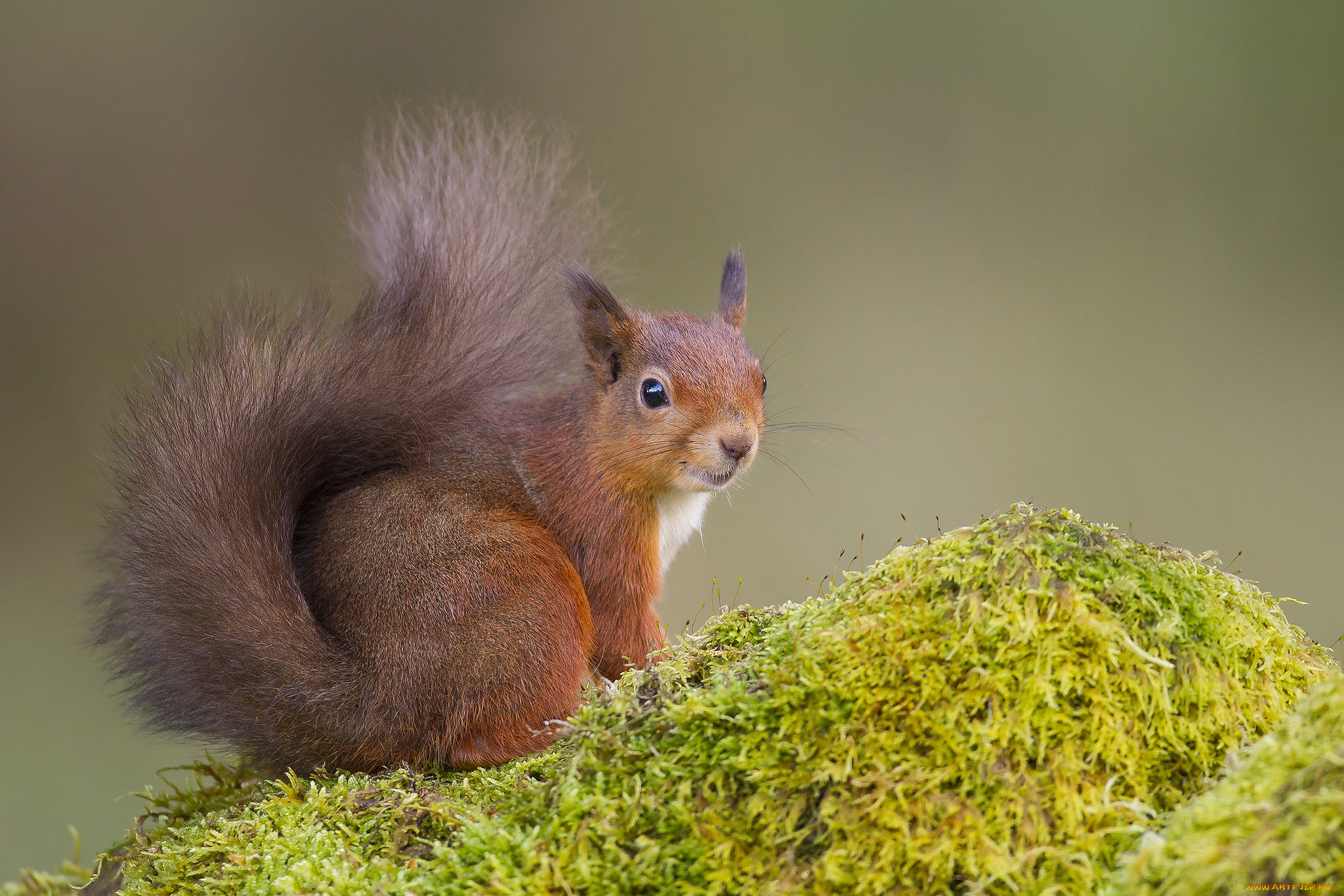 животные, белки, белка