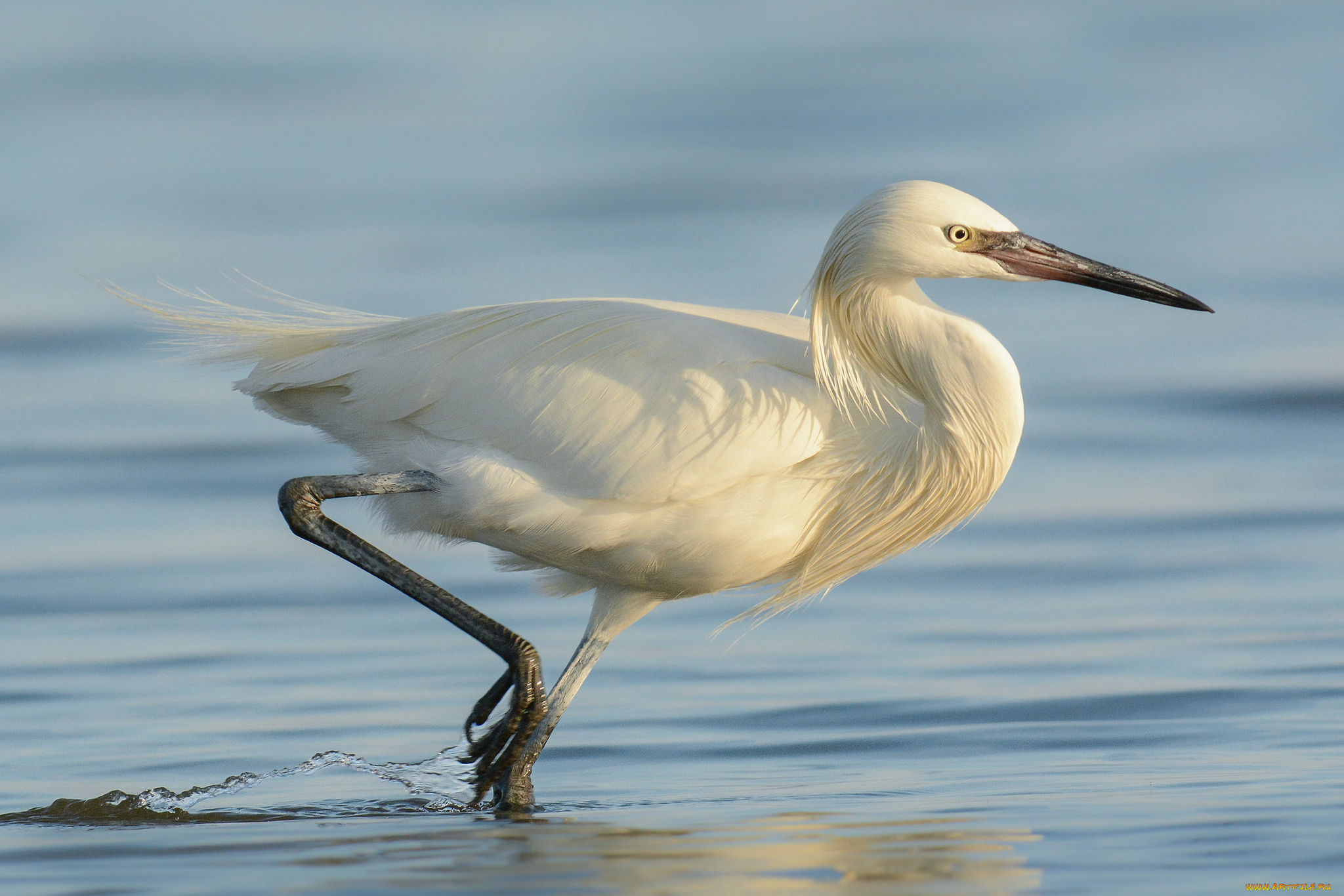 животные, цапли, , выпи, цапля, белая