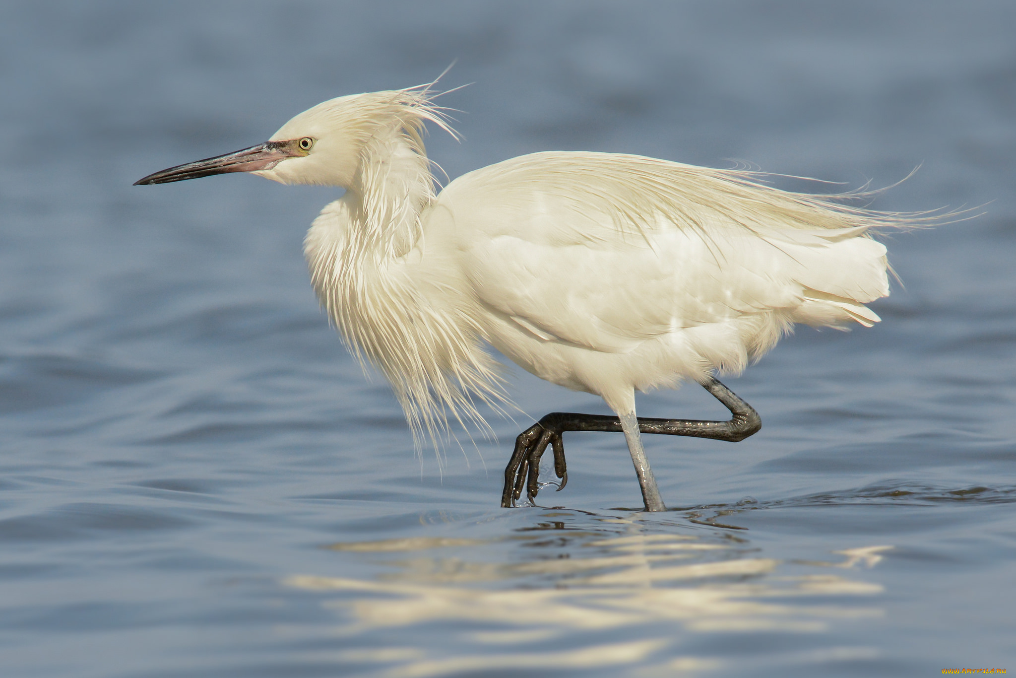 животные, цапли, , выпи, цапля, белая