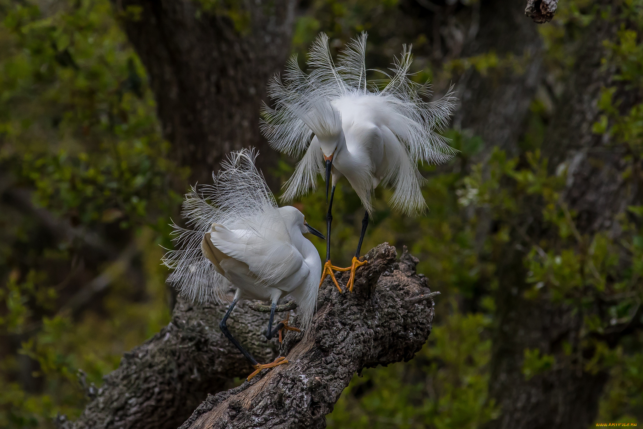 животные, цапли, , выпи, цапля, белая