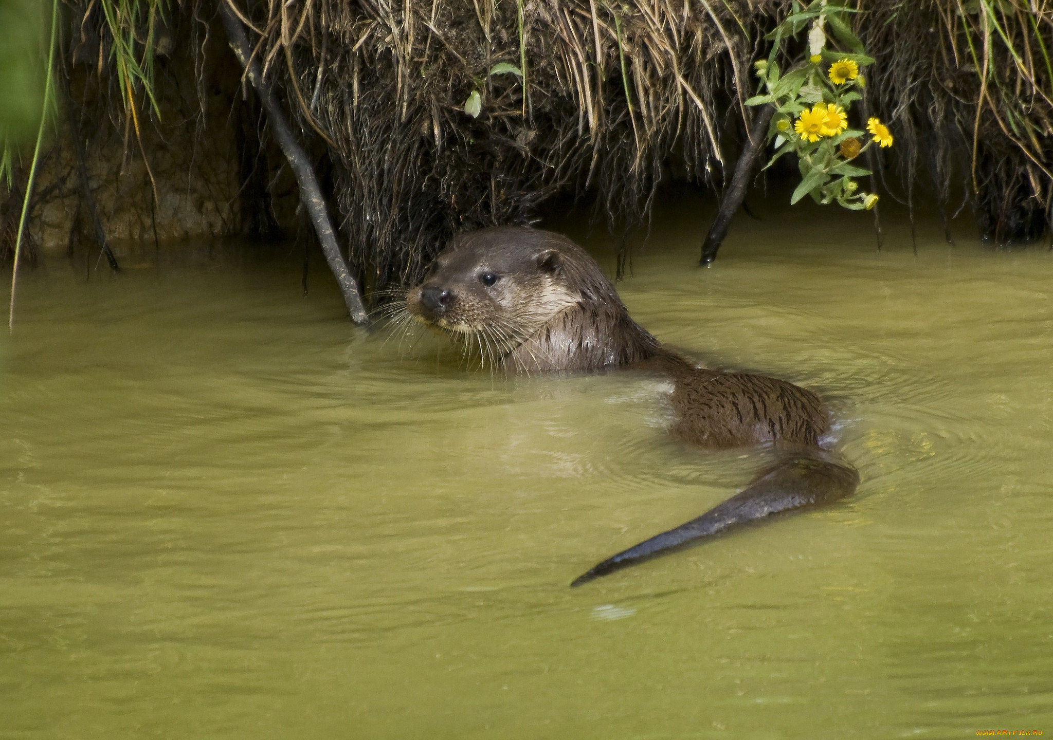 животные, выдры, , каланы, , ондатры, выдра