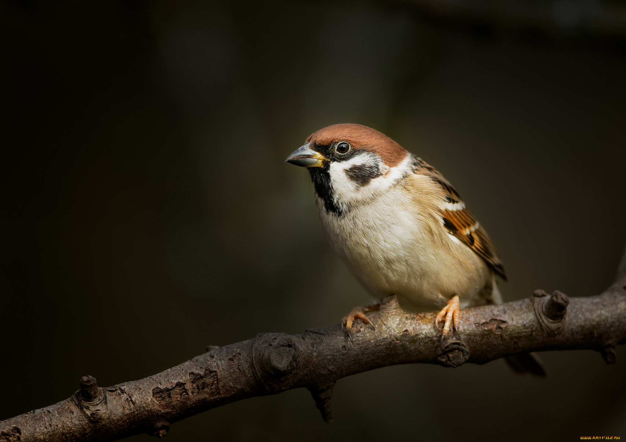 животные, воробьи, воробей