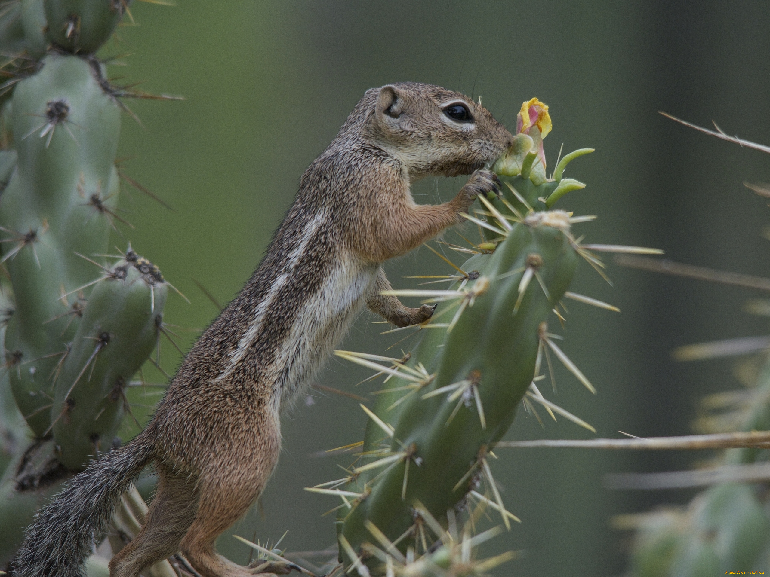 животные, суслики, , сурки, иголки, кактус, суслик, антилоповый, харриса