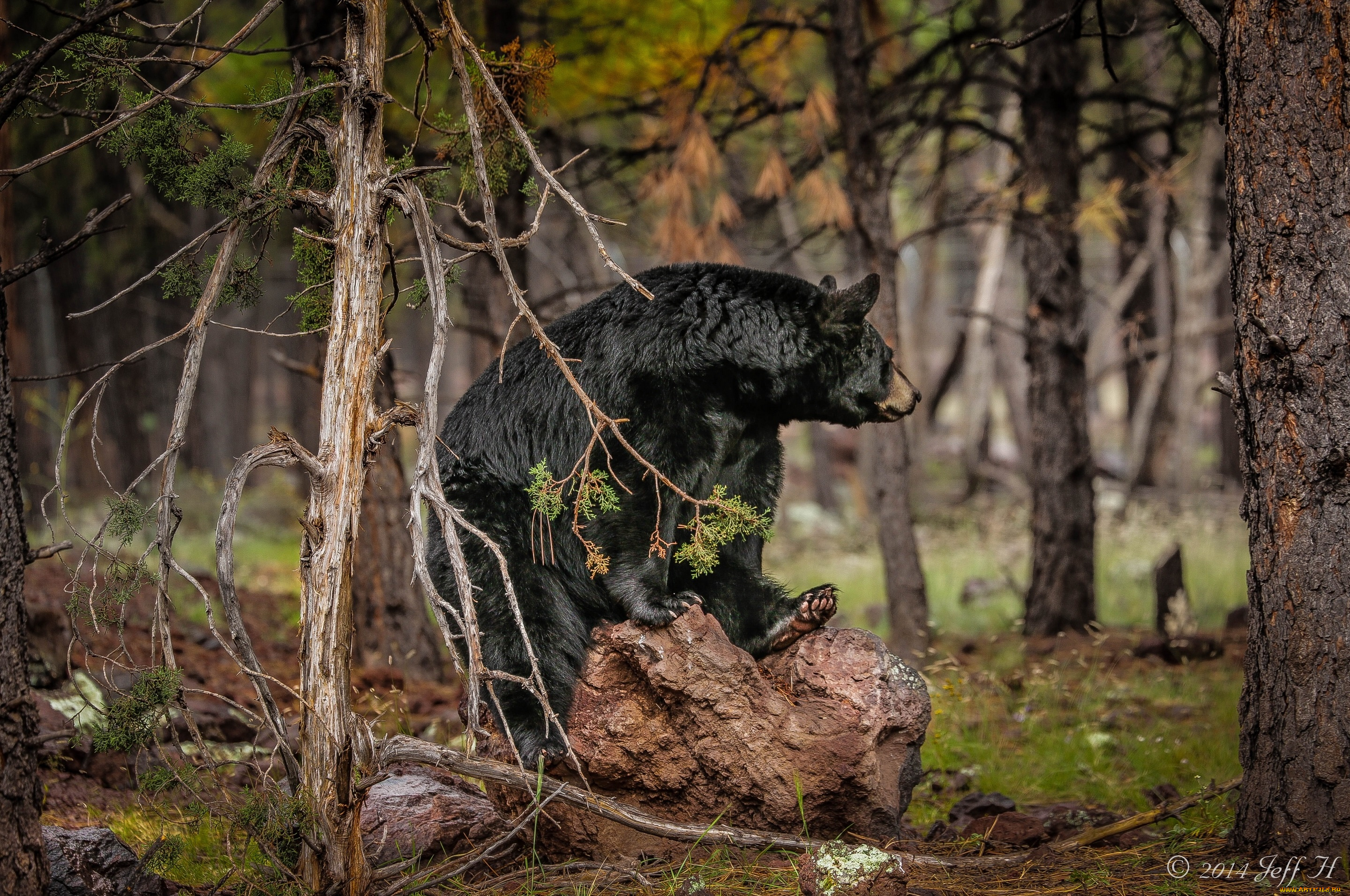 животные, медведи, лес, барибал, чёрный, медведь